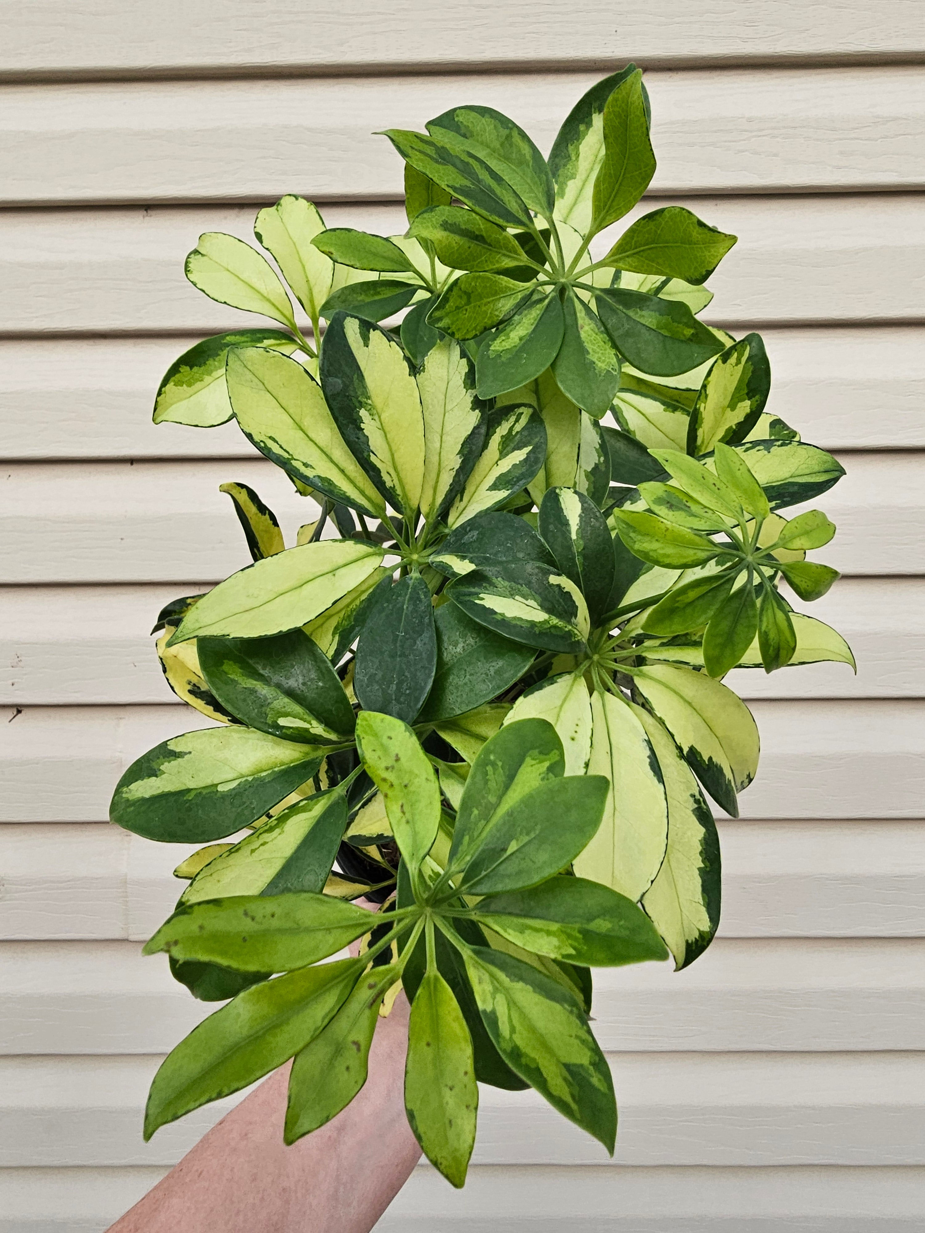 Umbrella Tree Trinette image 0