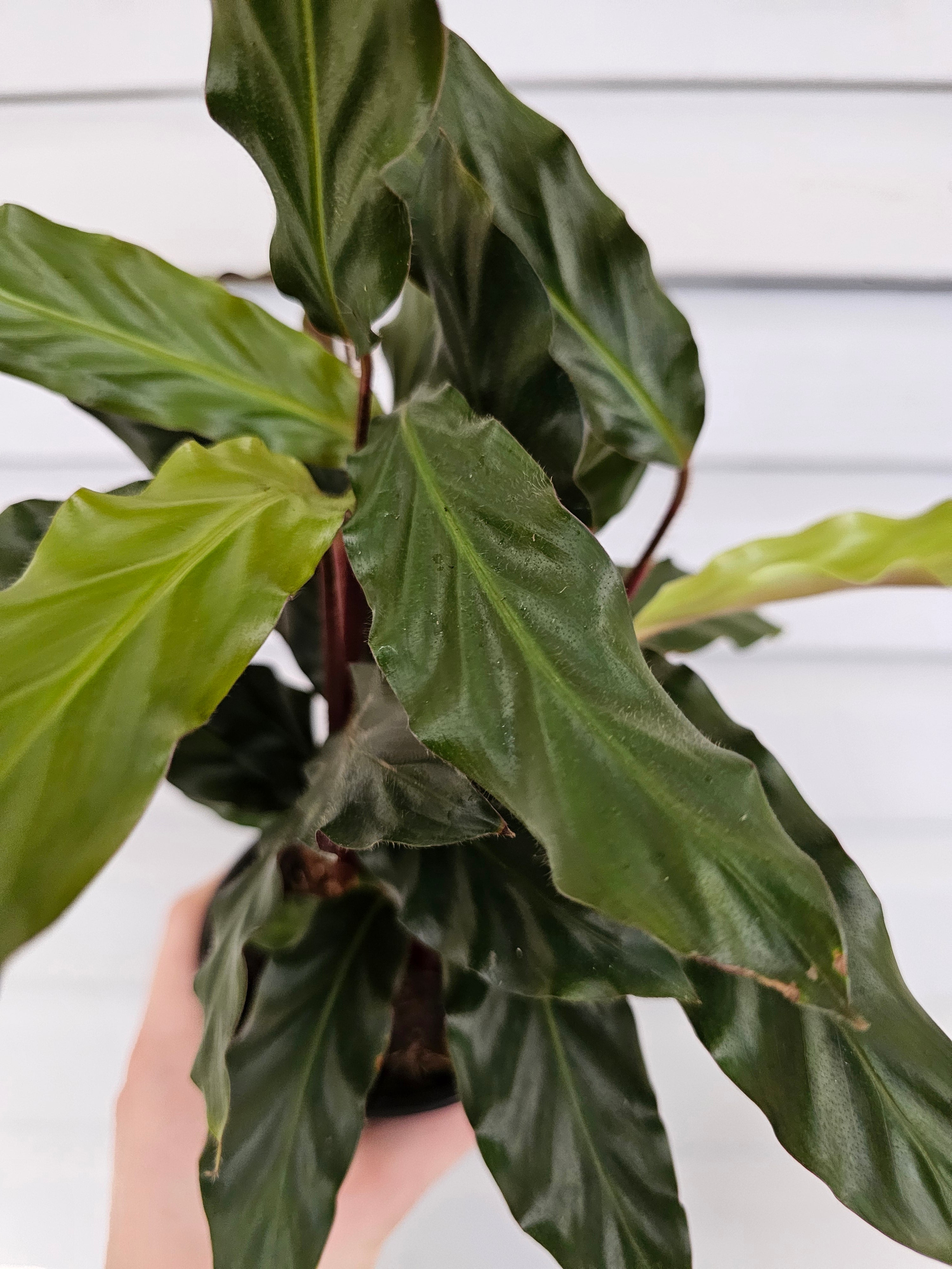 Calathea Furry Feather  image 2