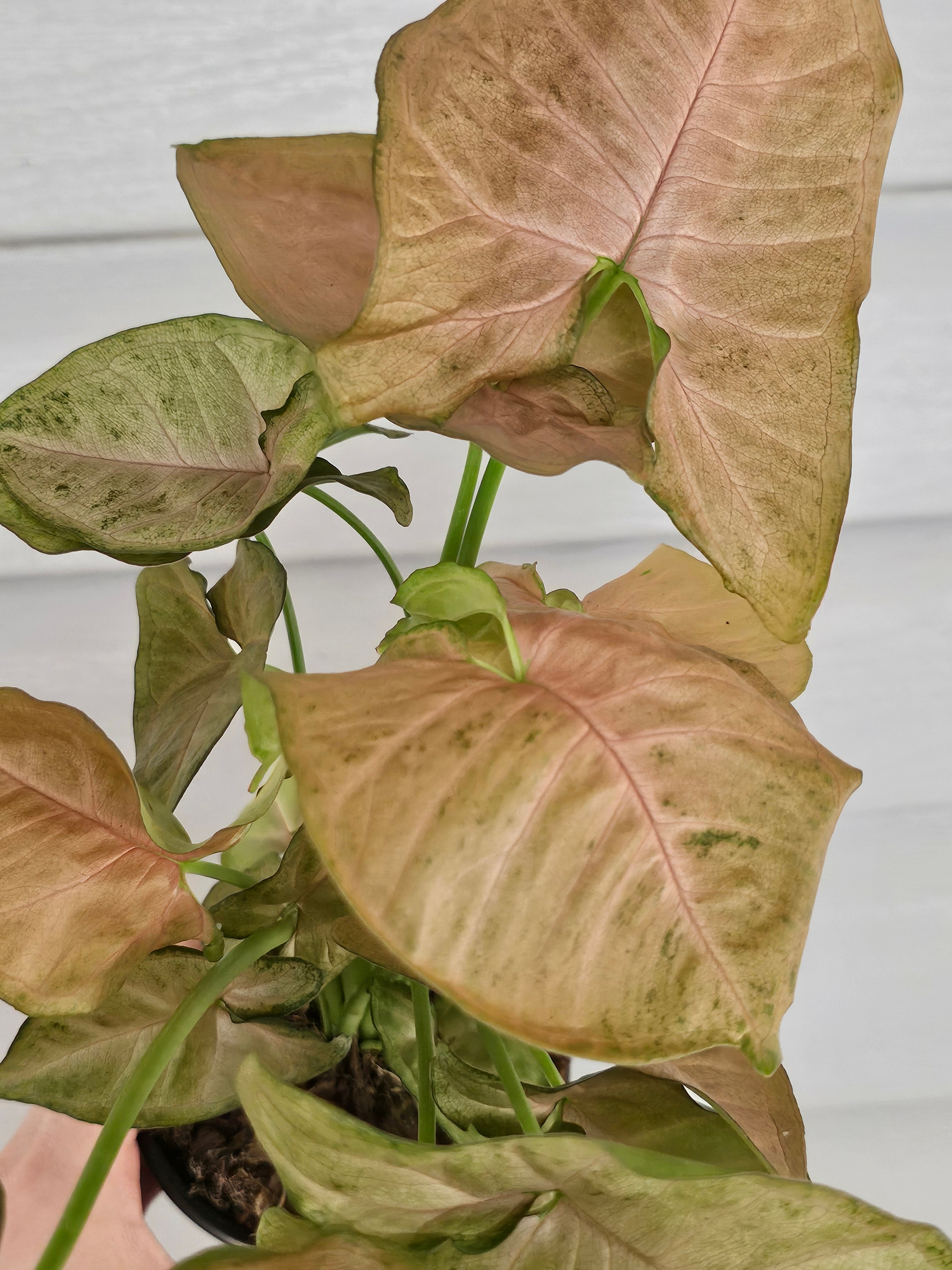  Strawberry Syngonium  image 2
