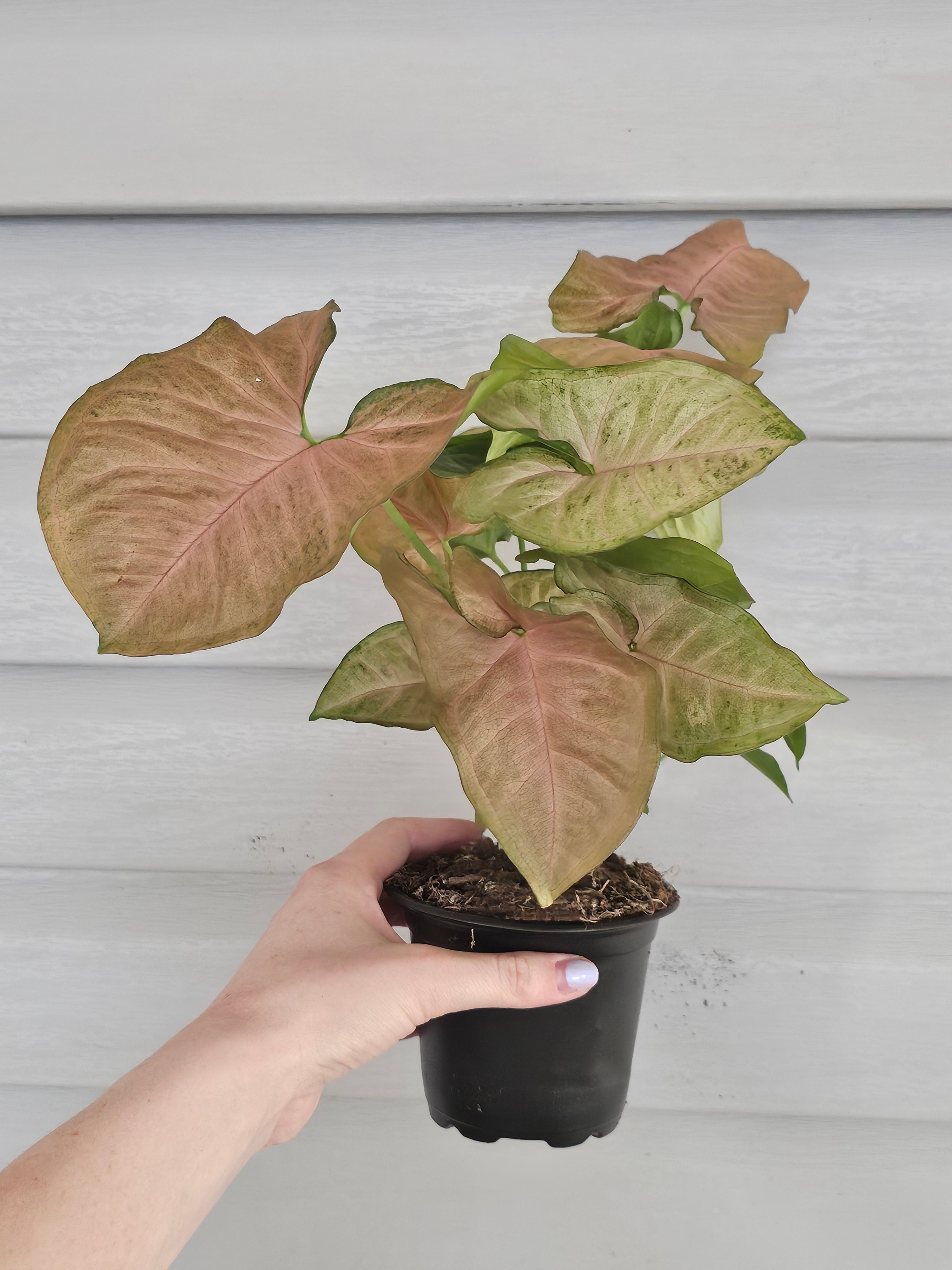  Strawberry Syngonium  image 3