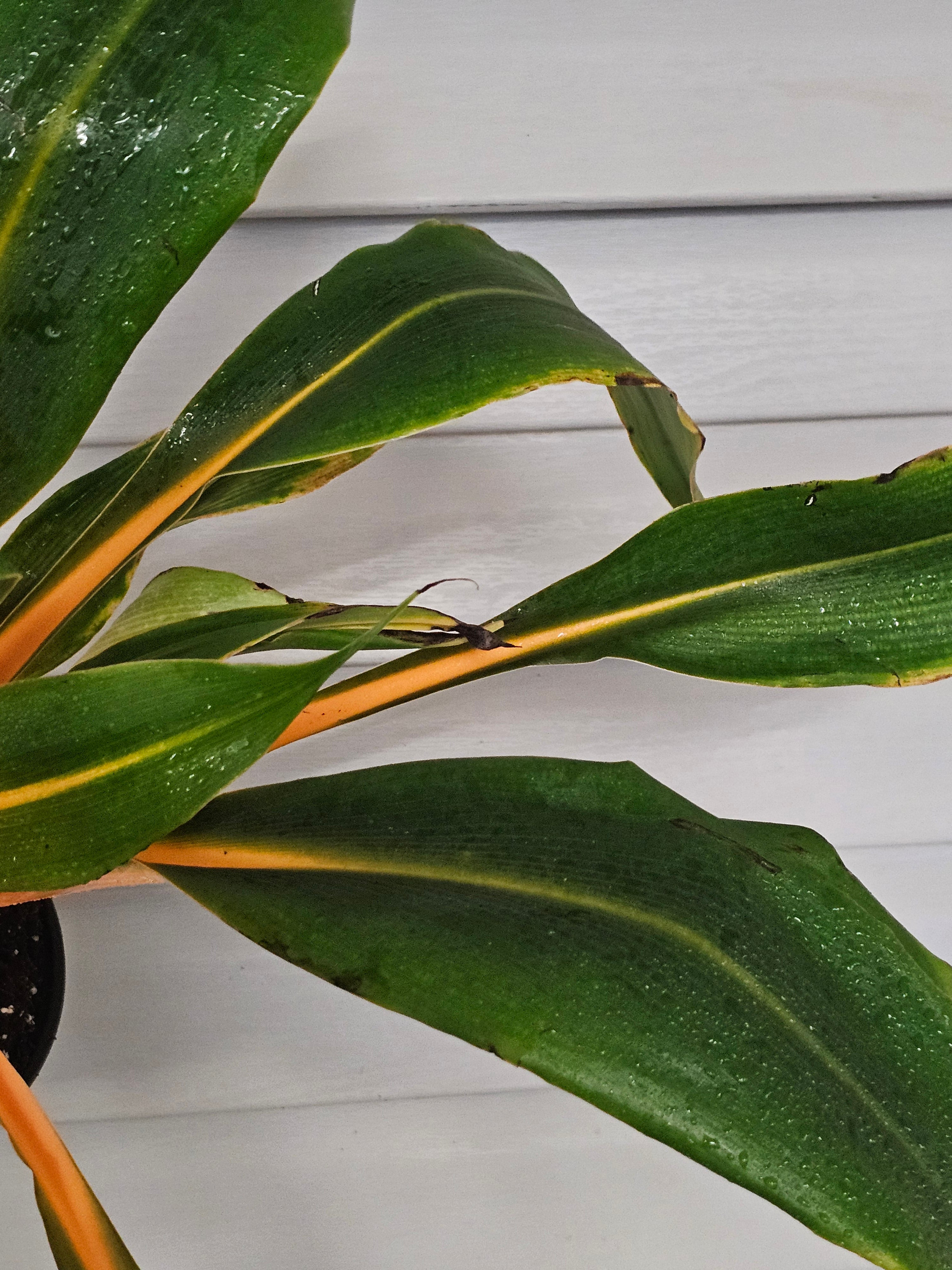 Mandarin Spider Plant - Fire Flash  image 1