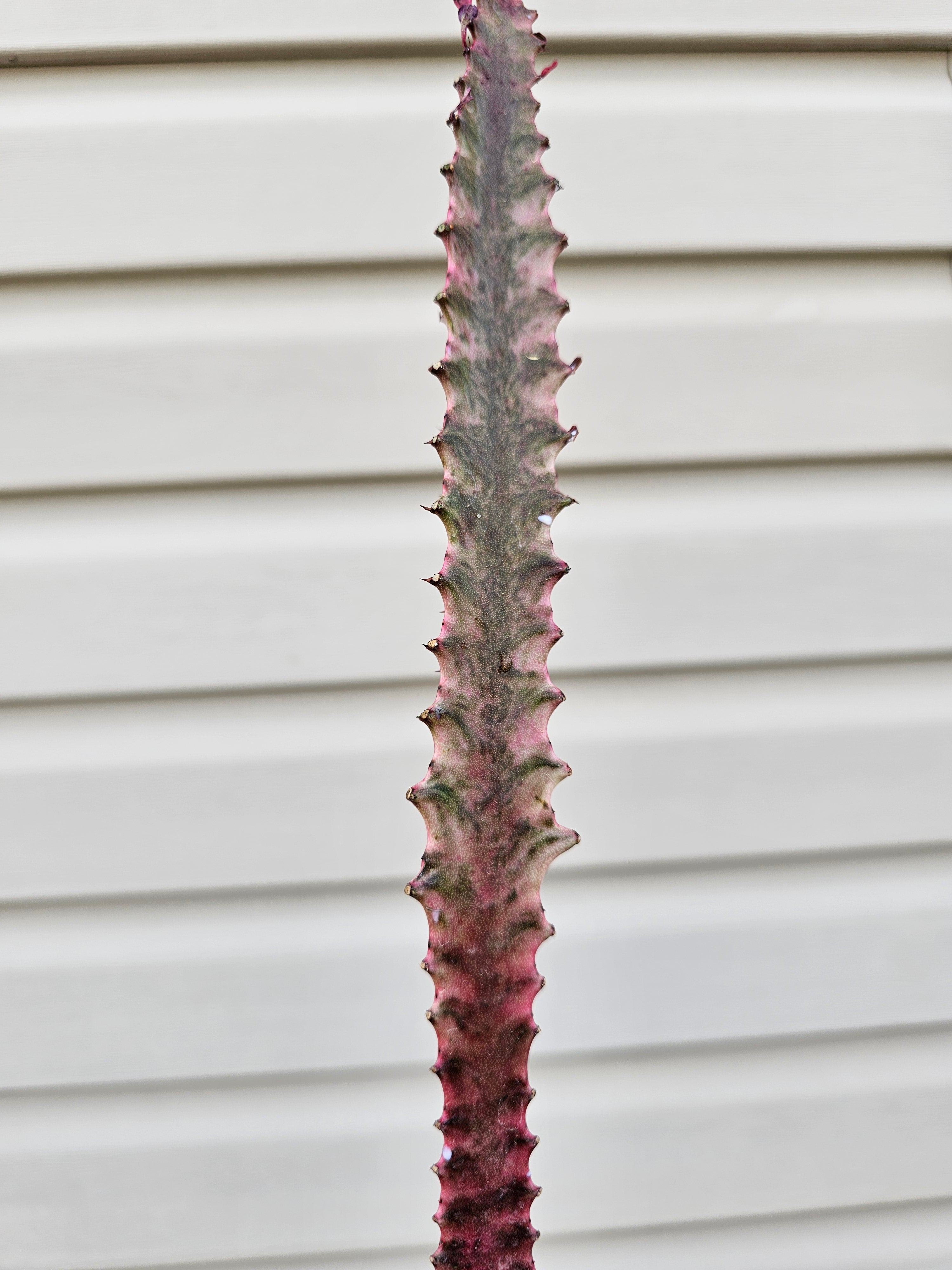 Euphorbia Trigona Royal Red image 2