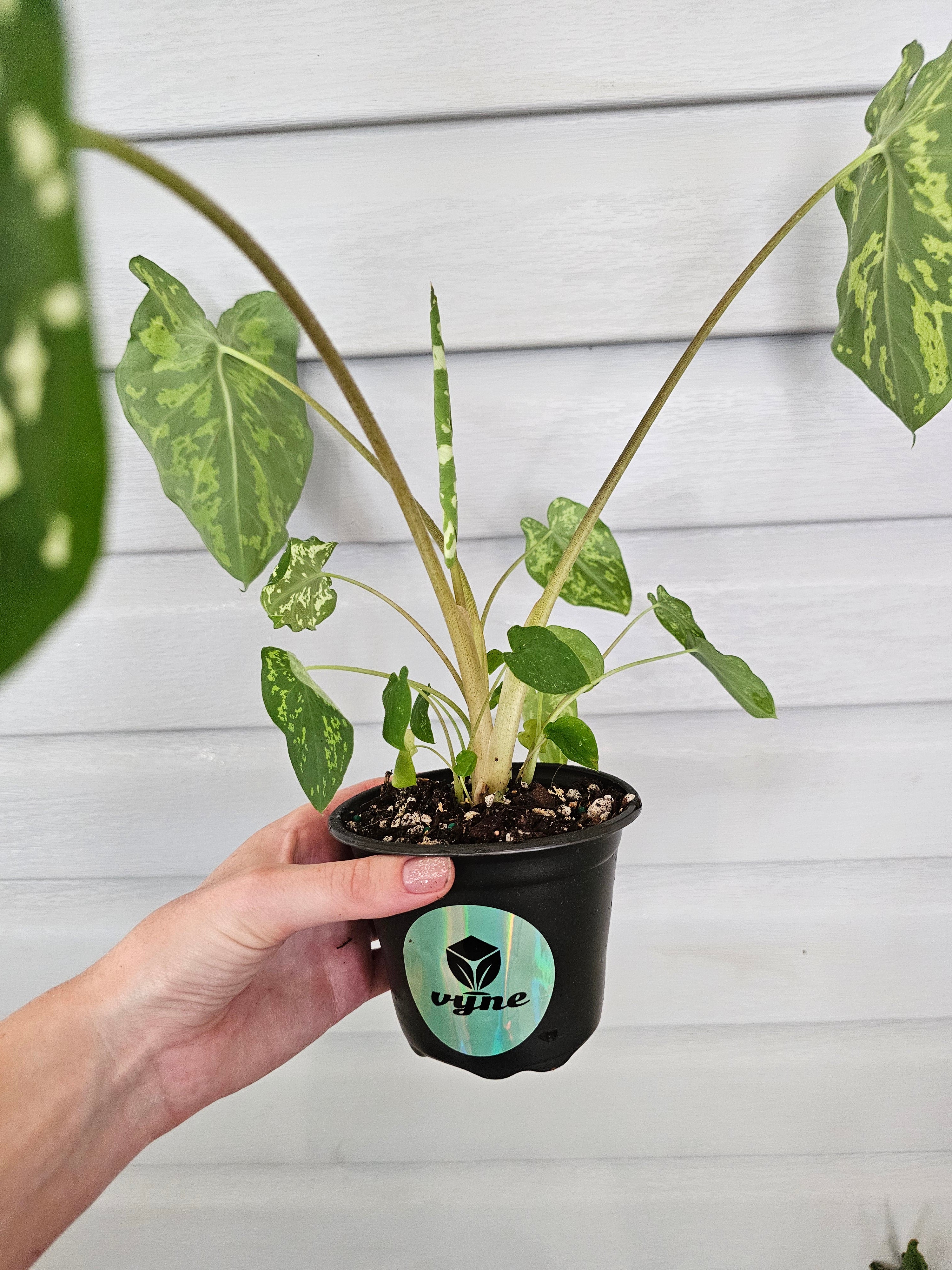 Alocasia Hilo Beauty  image 1