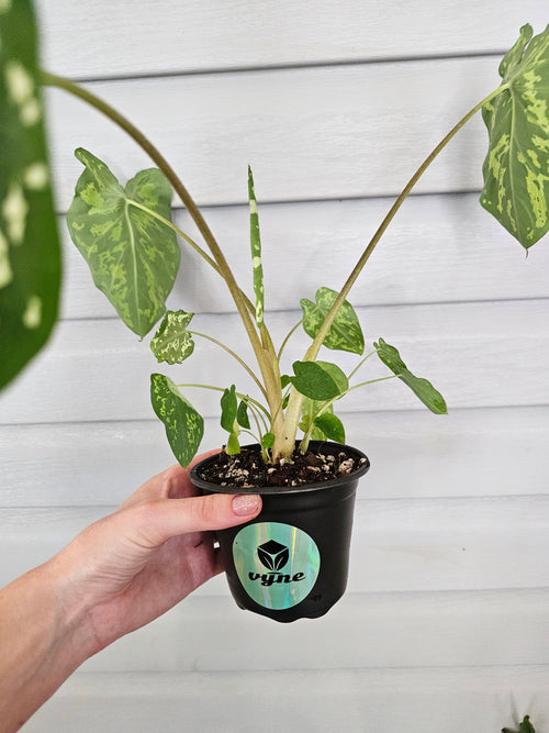Alocasia Hilo Beauty  image 1
