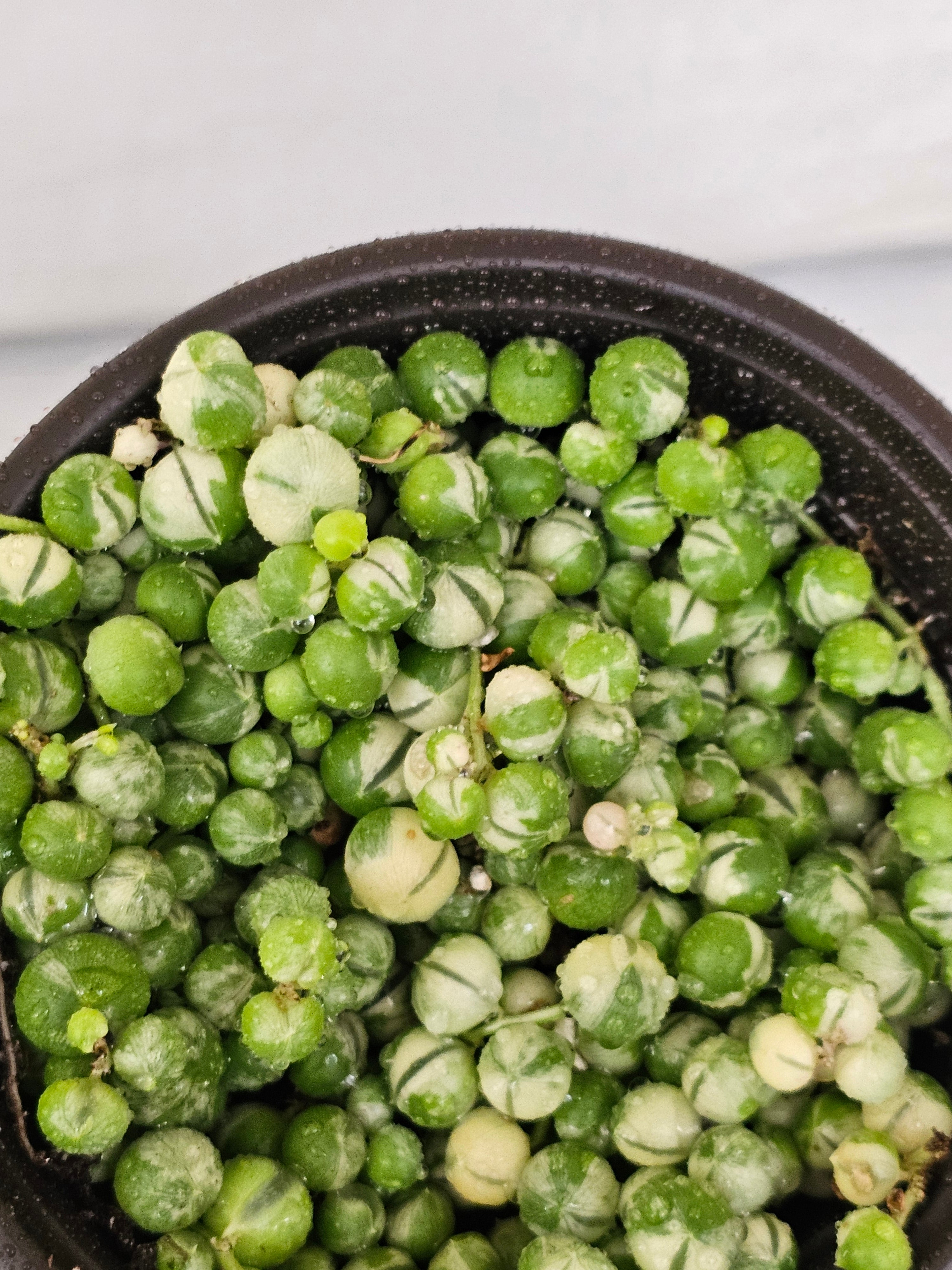 Variegated String of Pearls  image 1