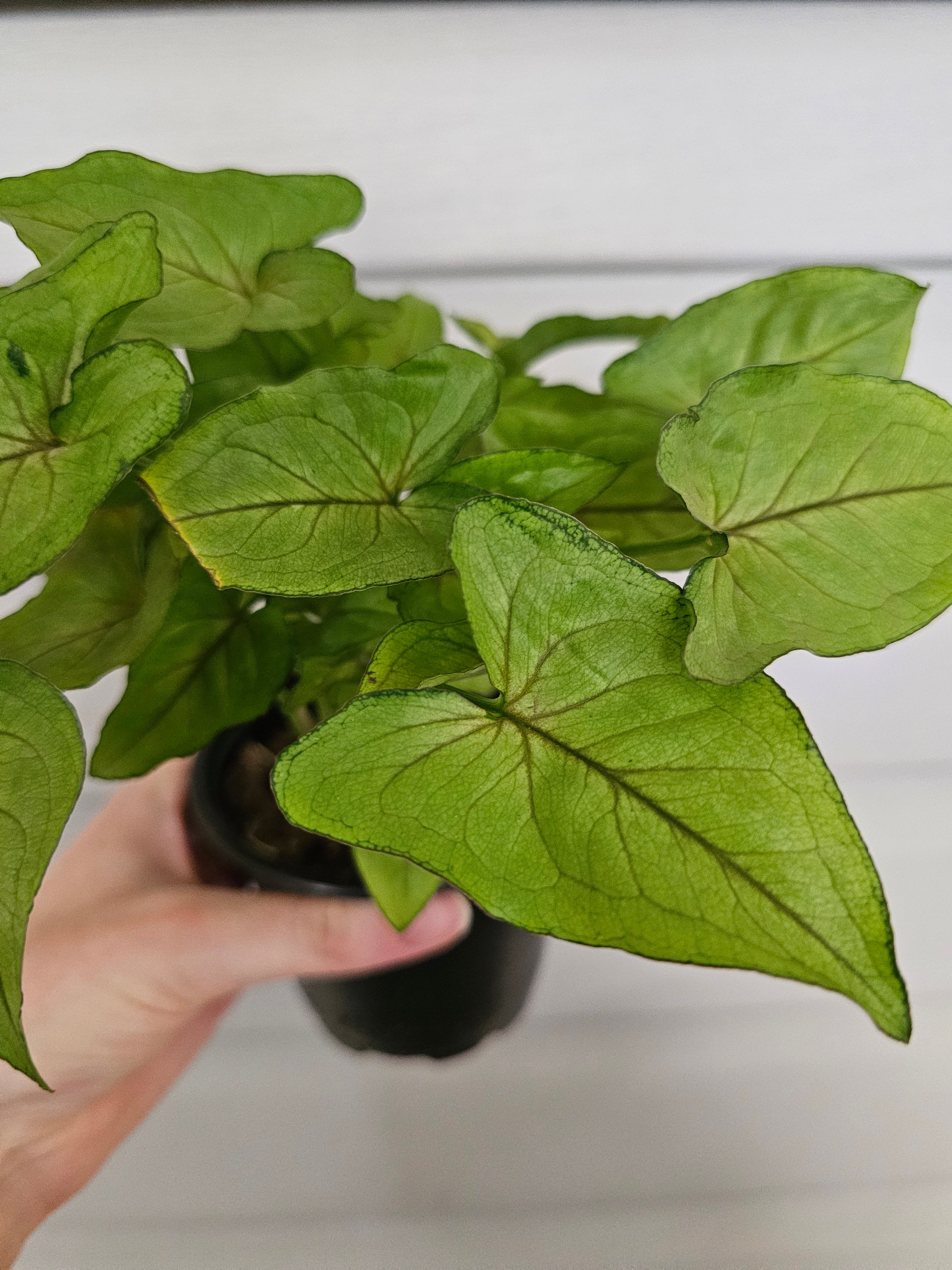 Syngonium Cream Allusion ️ image 0