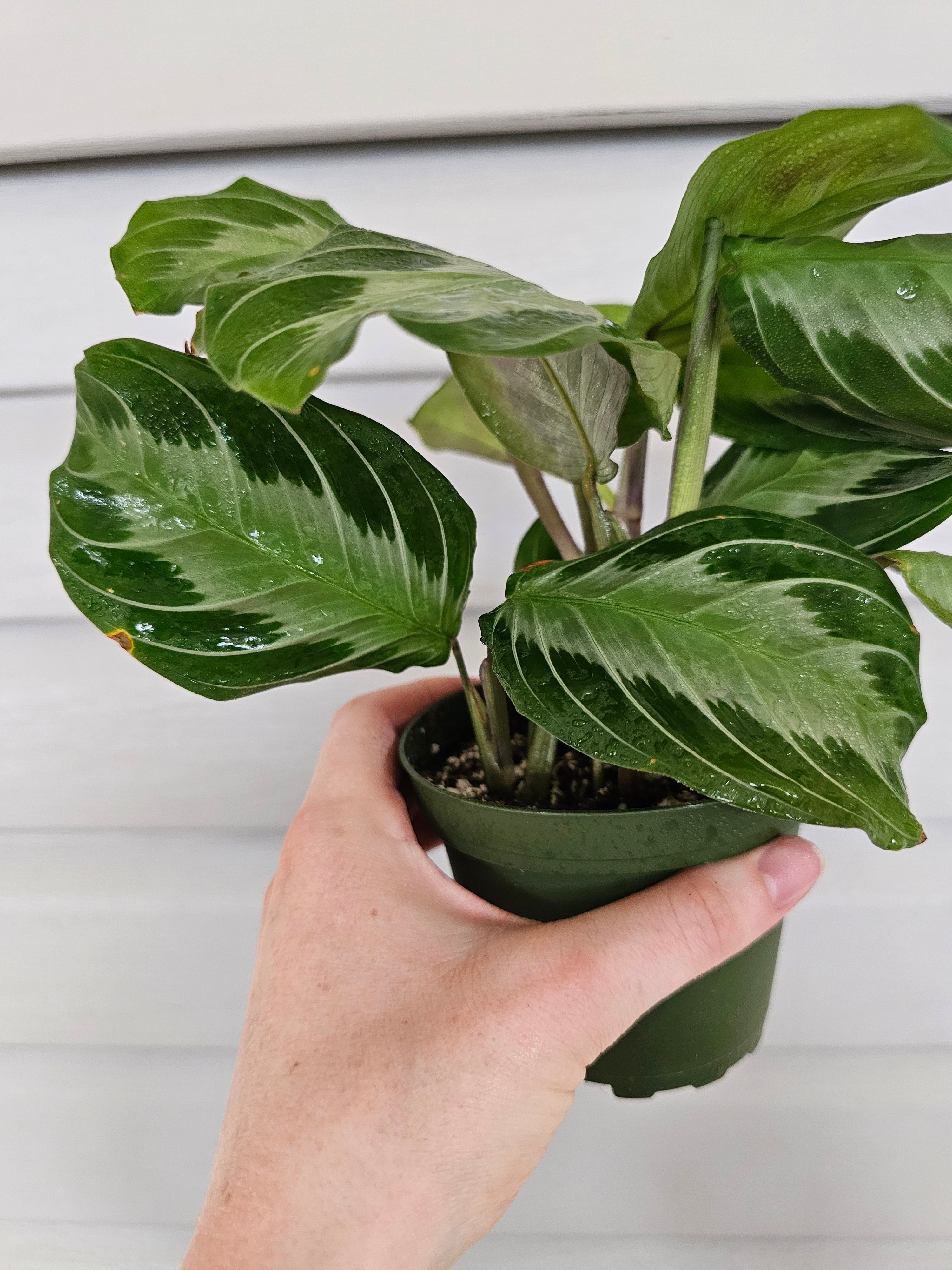 Silver Band Maranta  image 3