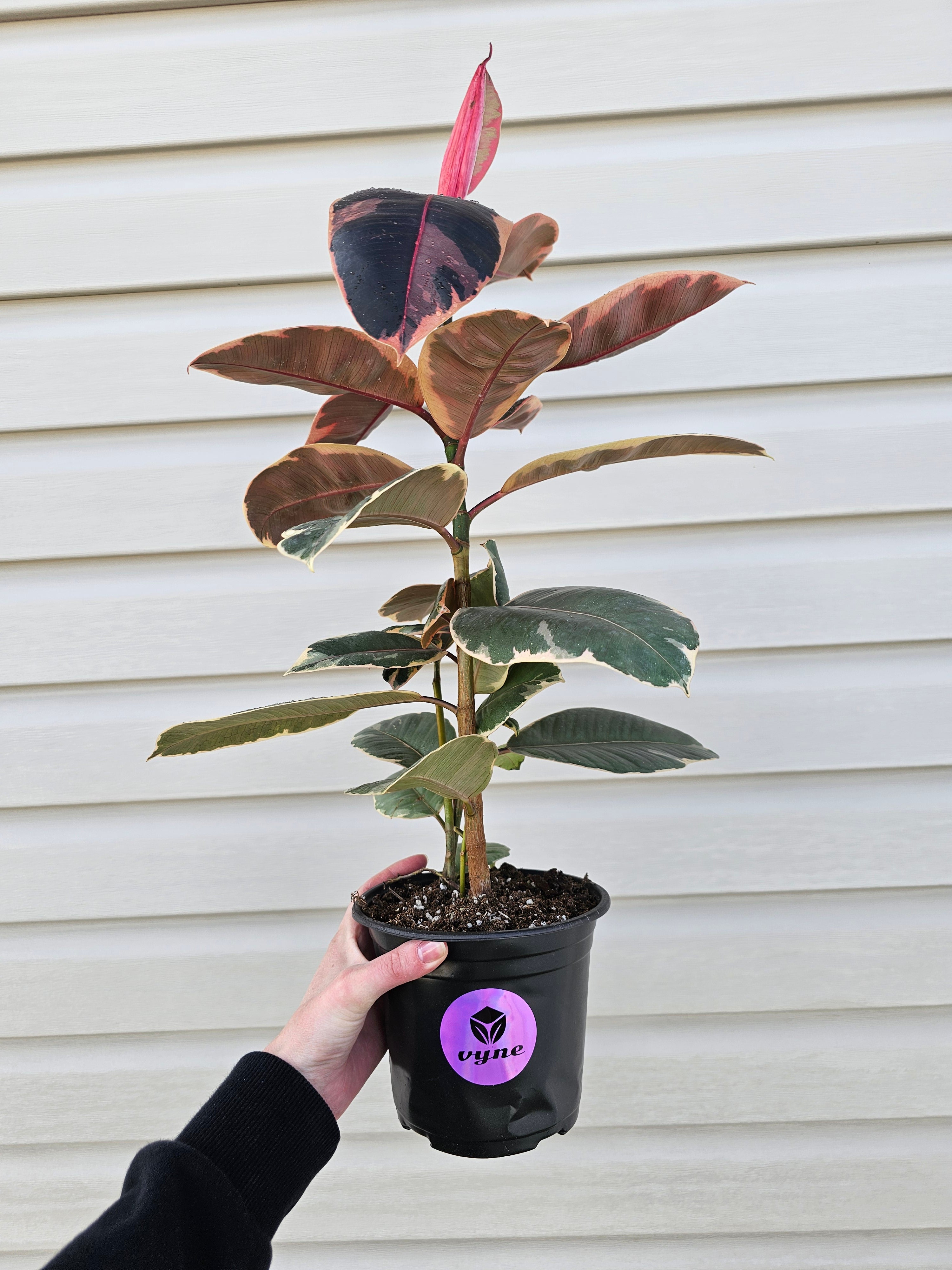 Ruby Ficus  image 6