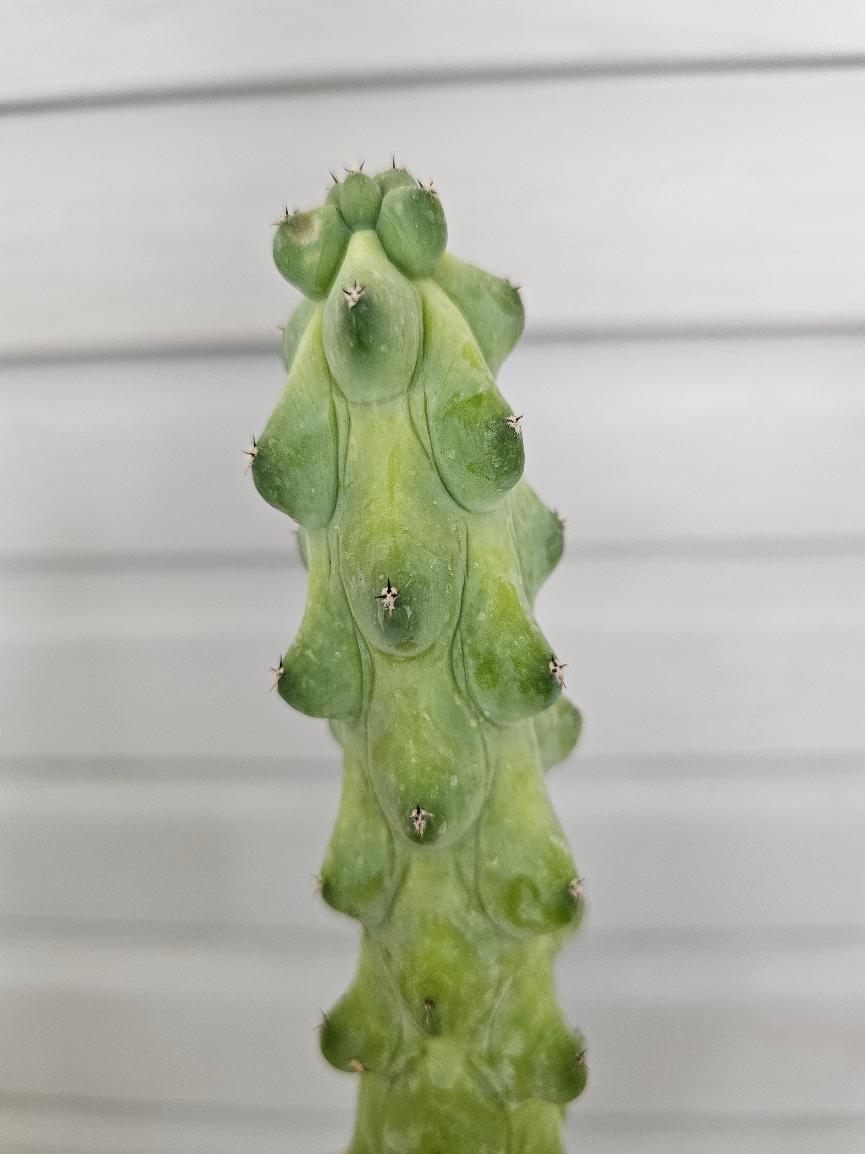 XL Boobie Cactus  image 2