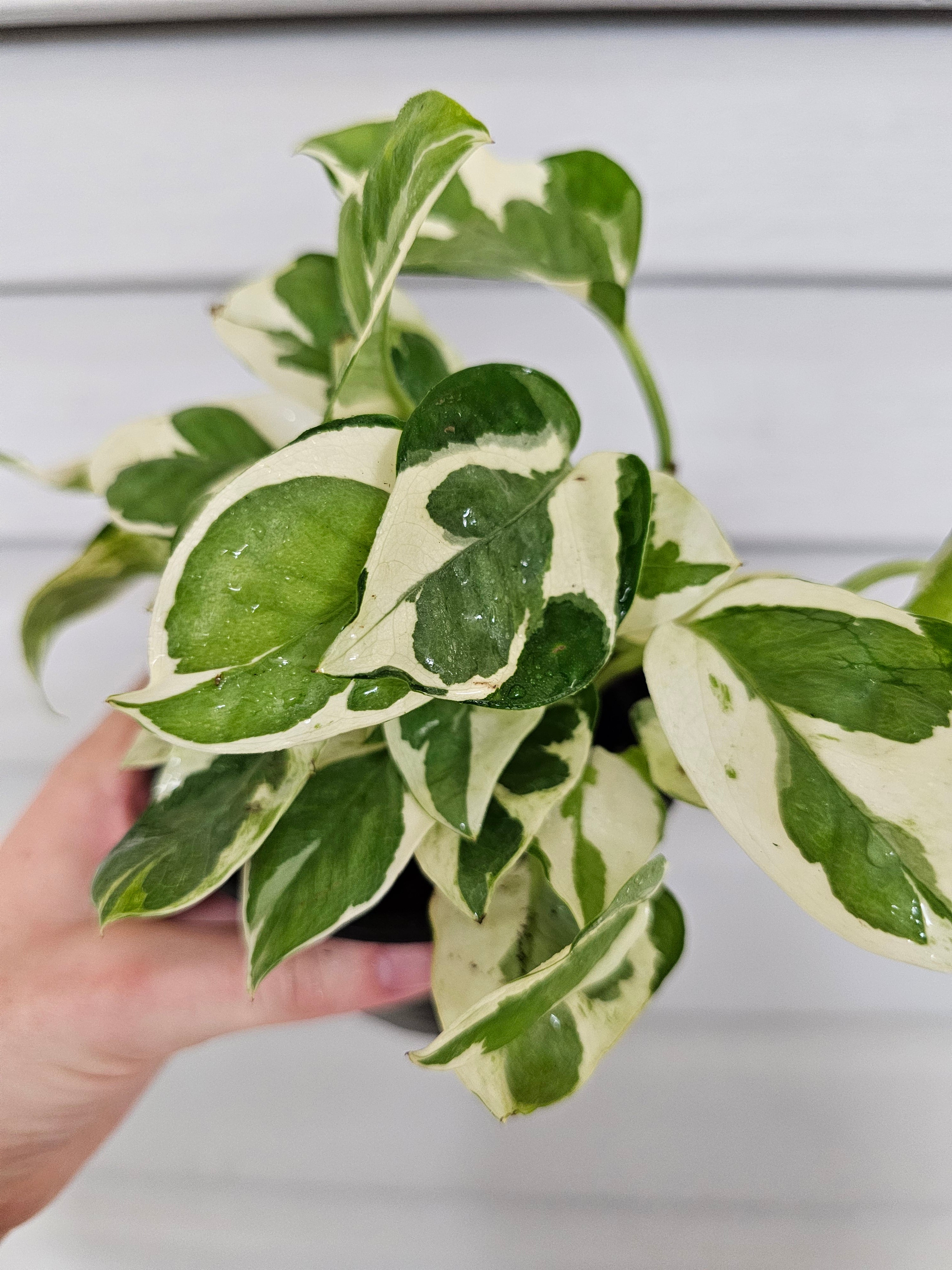 (REAL) N'Joy Pothos  image 3