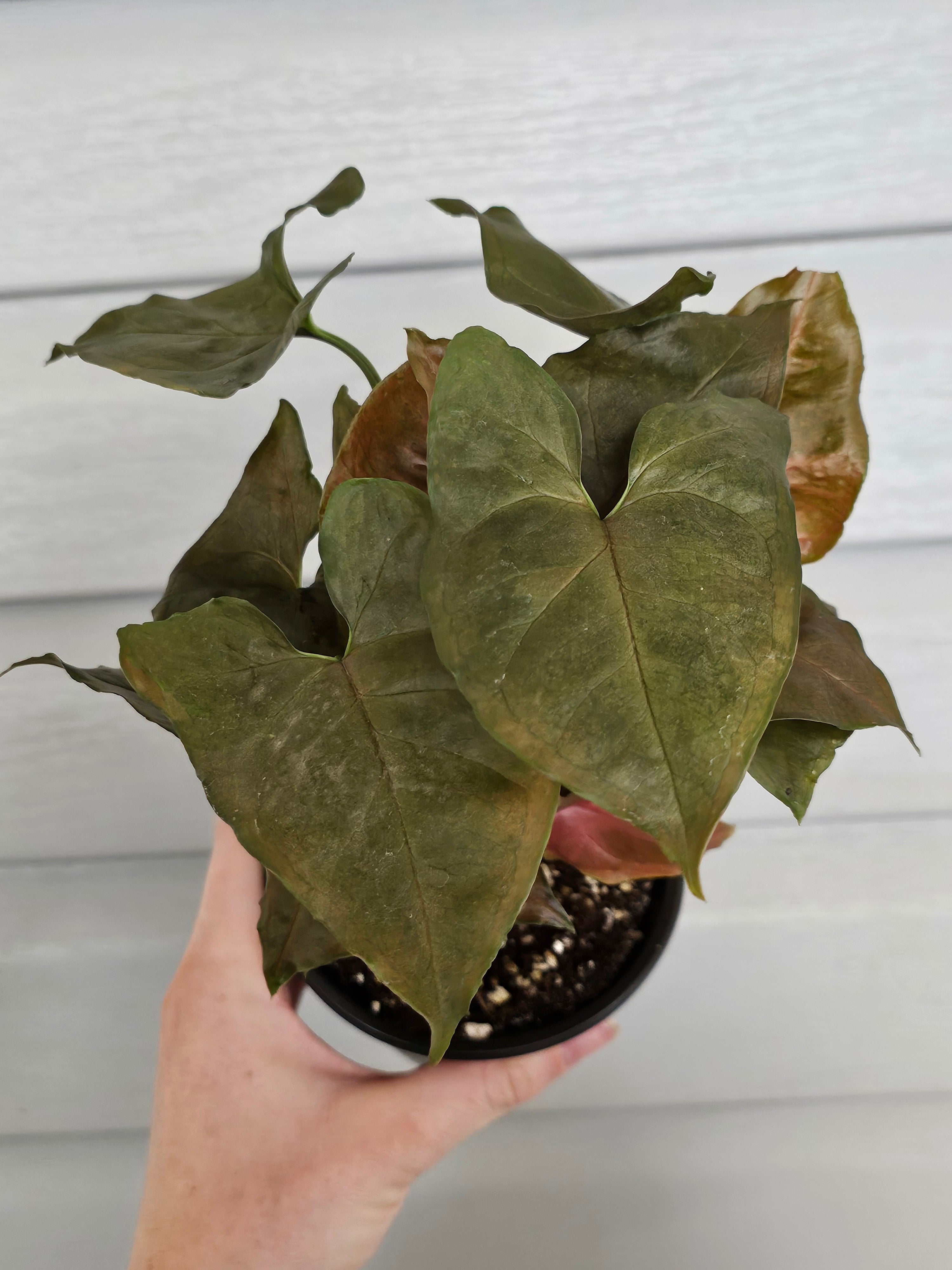 Syngonium Merry image 3