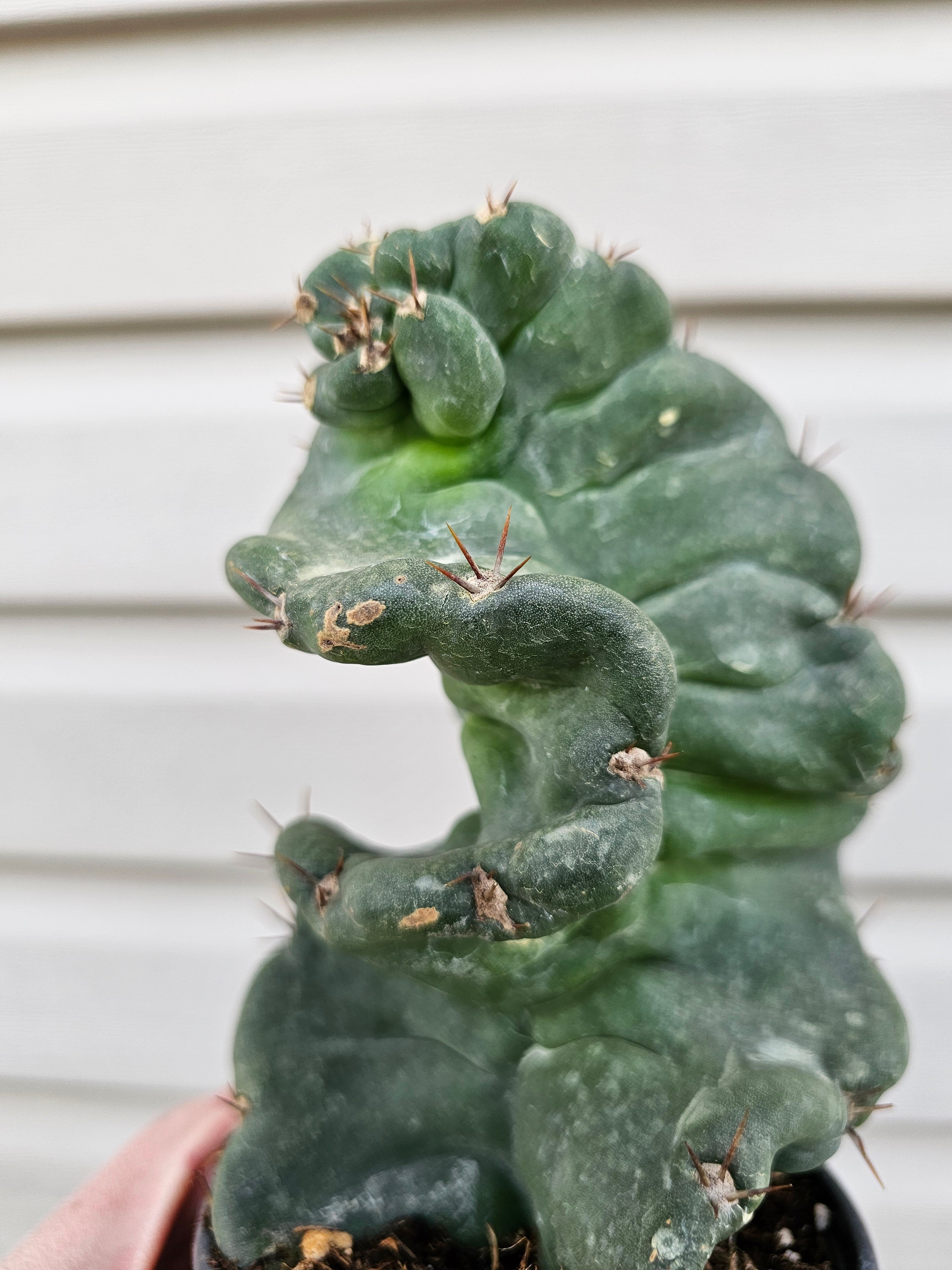 Spiralis Cactus image 1