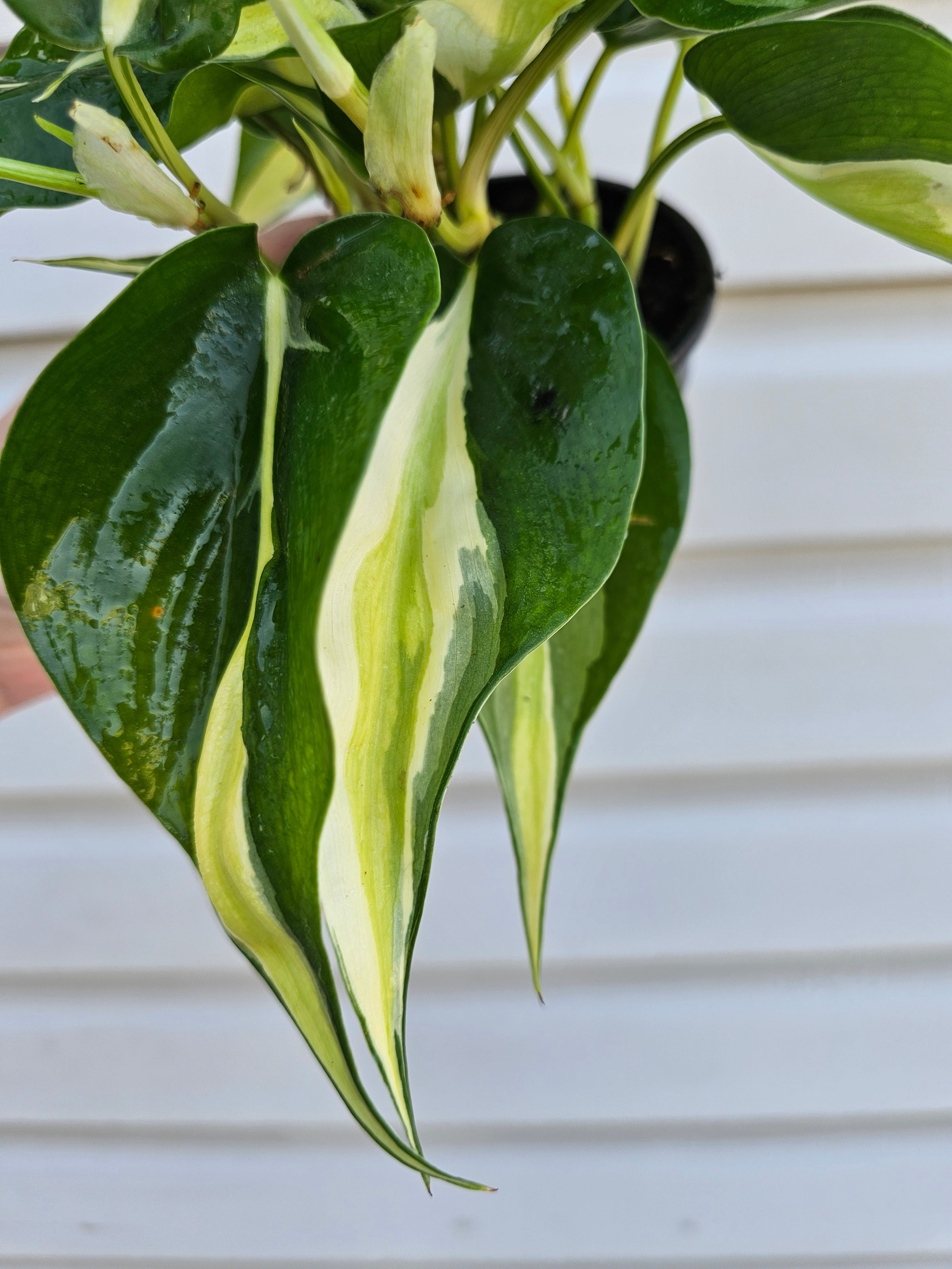 Philodendron Cream Splash  image 2