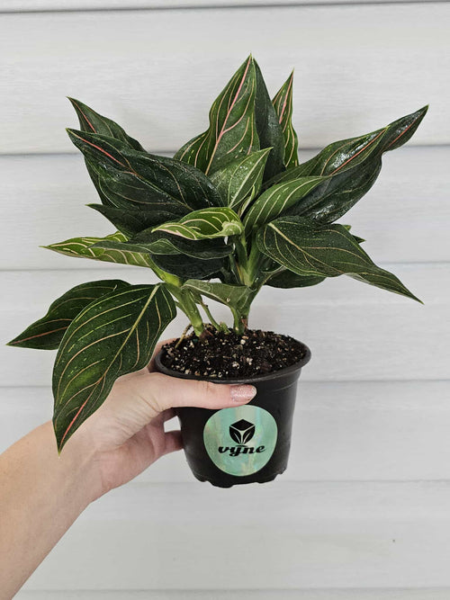 Aglaonema Red Vein  image 1