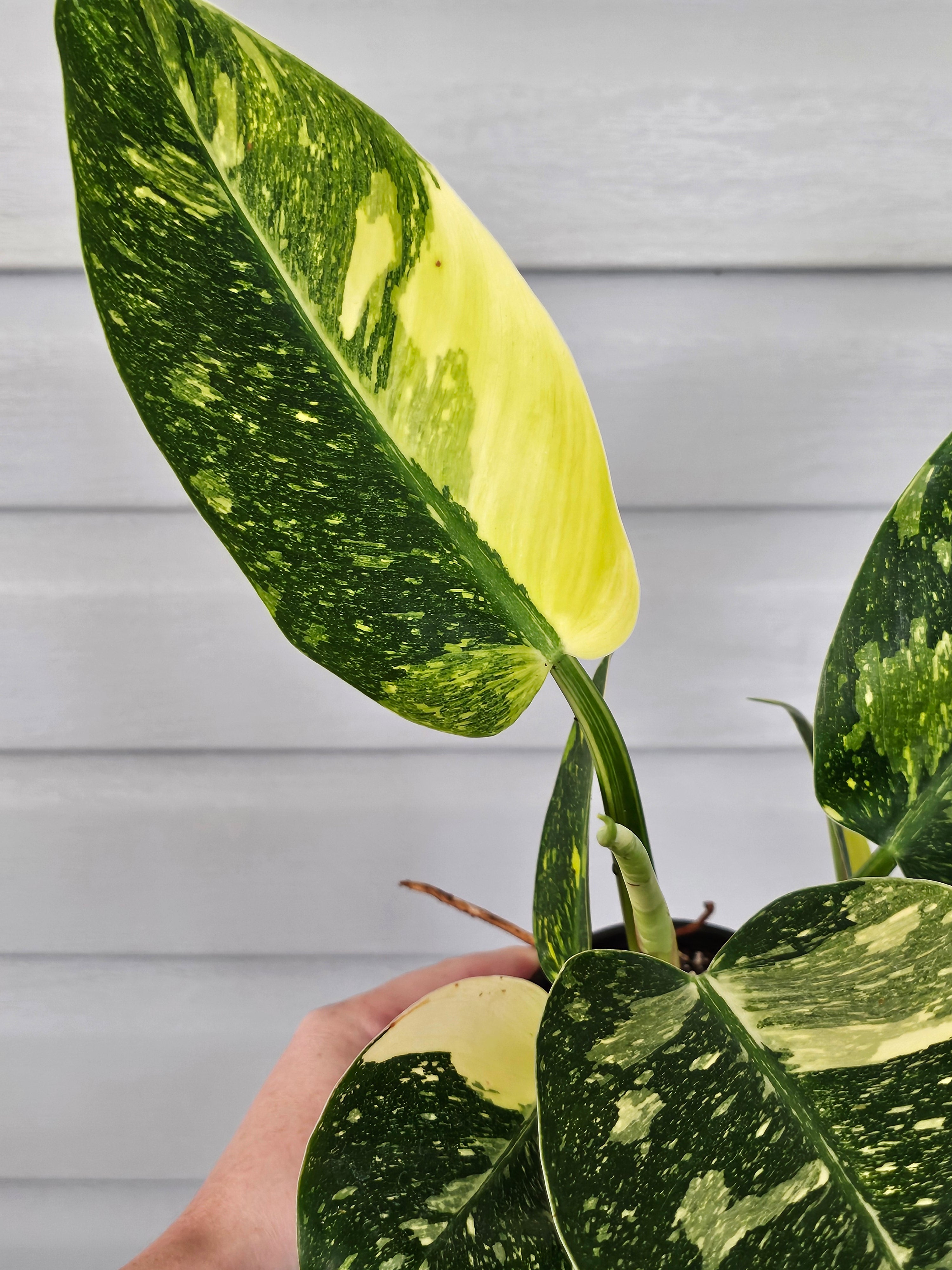 Variegated Nuclear Green Congo Philodendron image 4