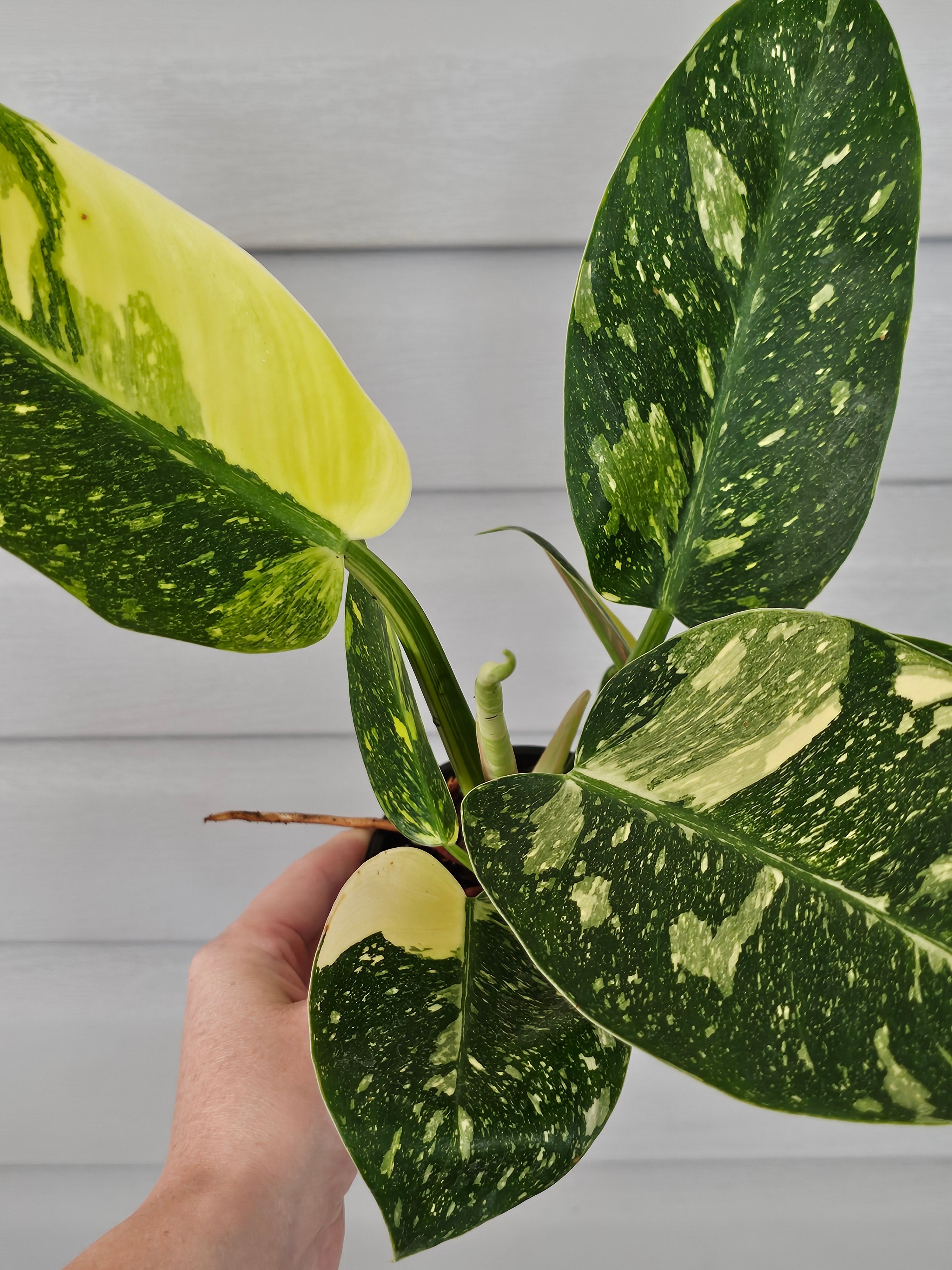 Variegated Nuclear Green Congo Philodendron image 3