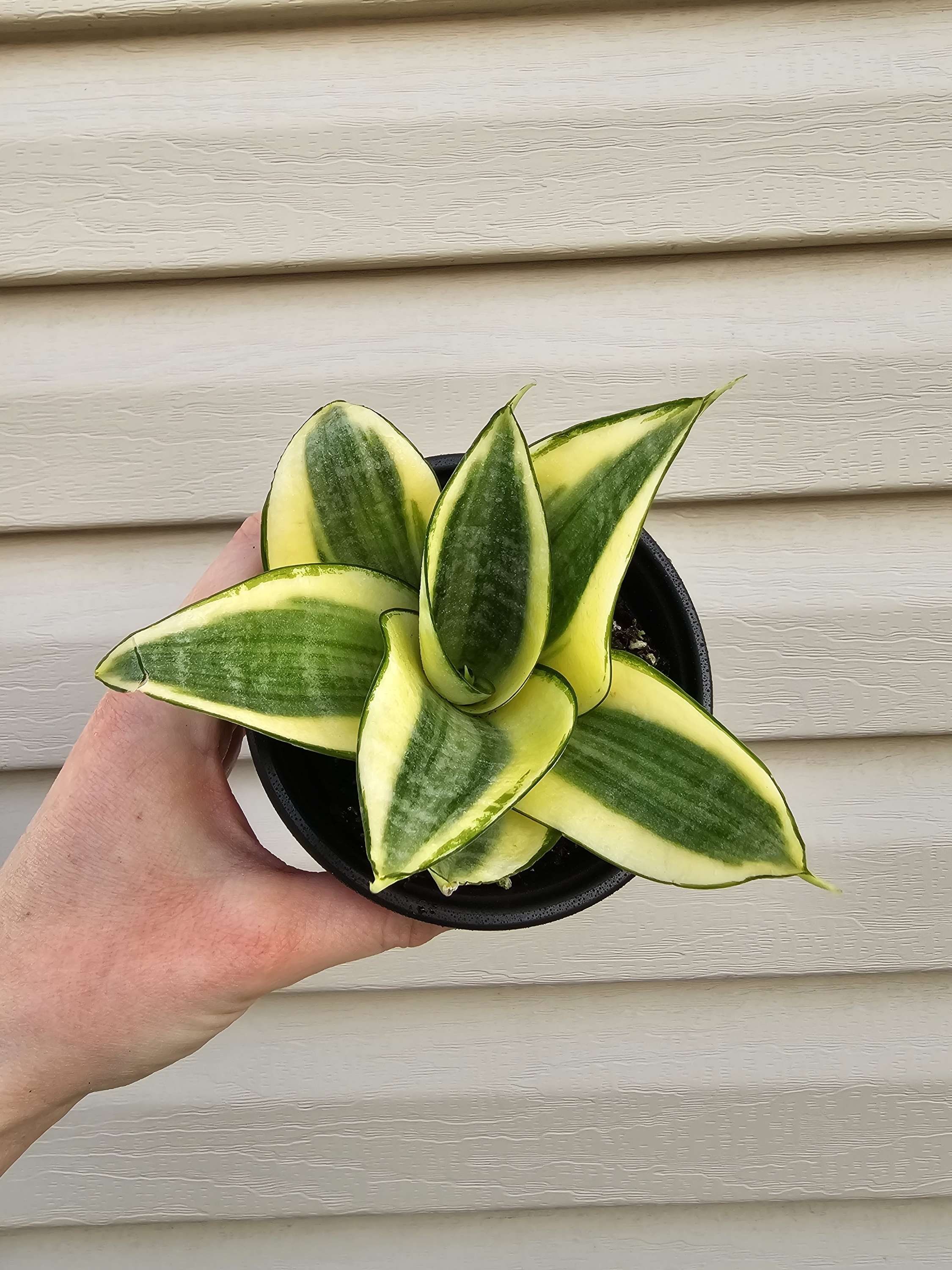 Snake Plant Gold Hahnii ️   image 3