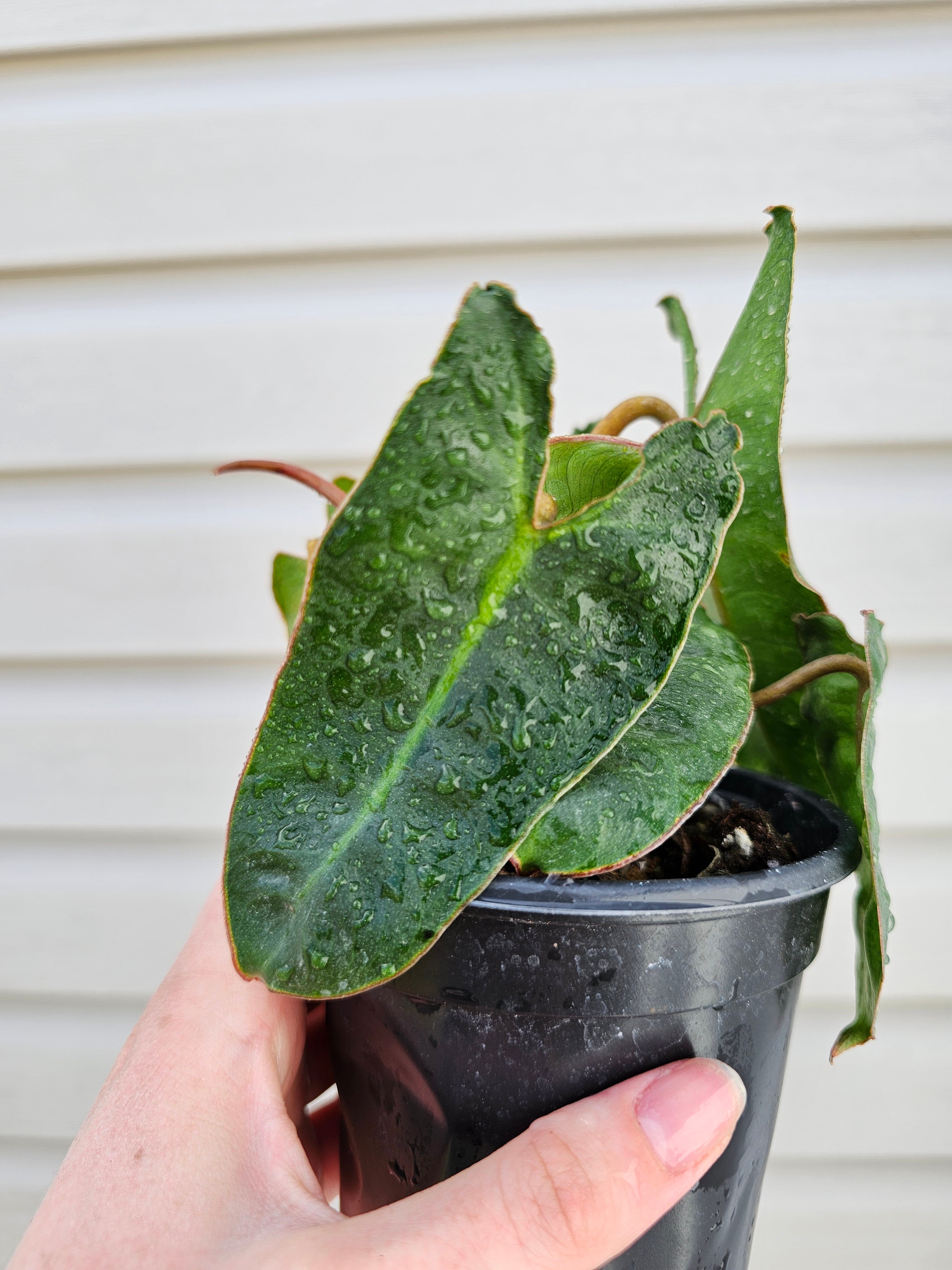Philodendron Billitiae image 1