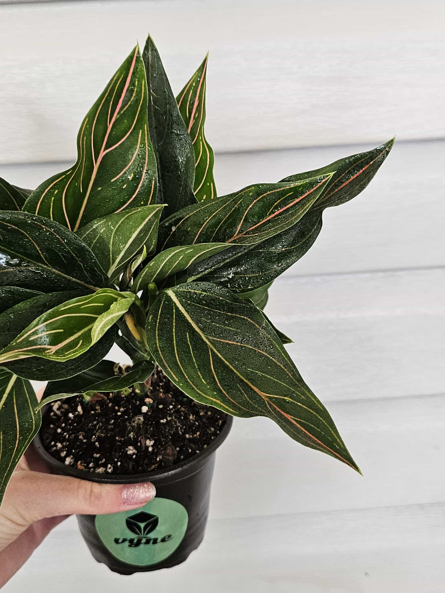 Aglaonema Red Vein  image 2