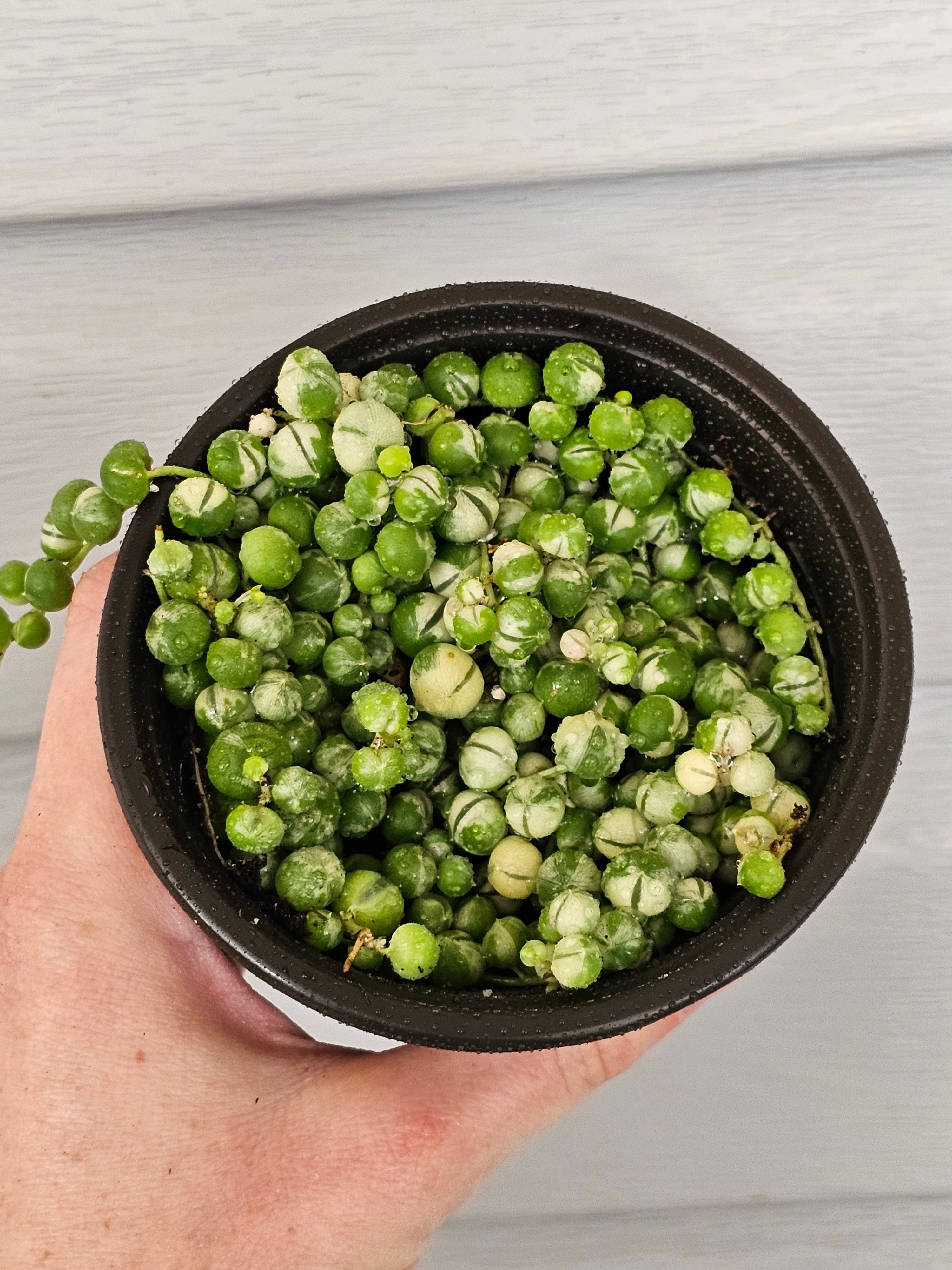 Variegated String of Pearls  image 3