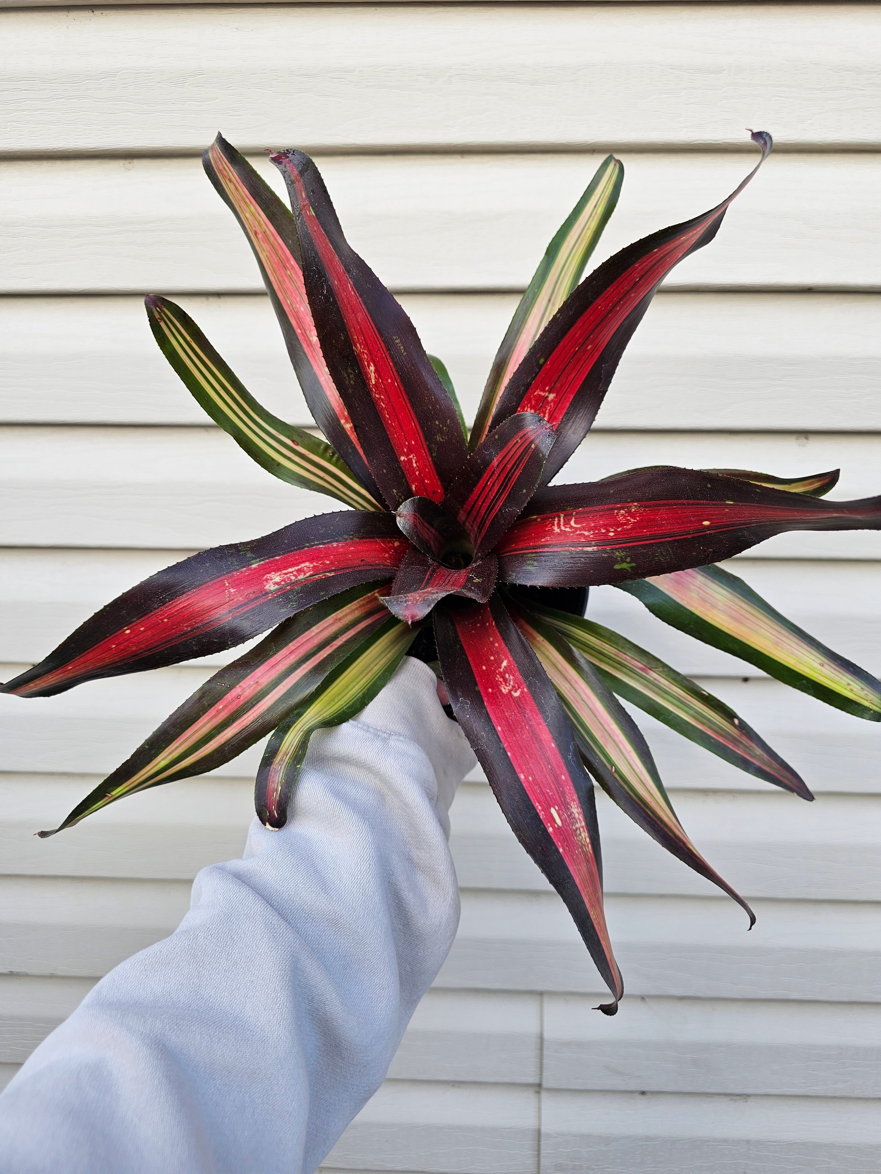 Bromeliad Pimiento image 2