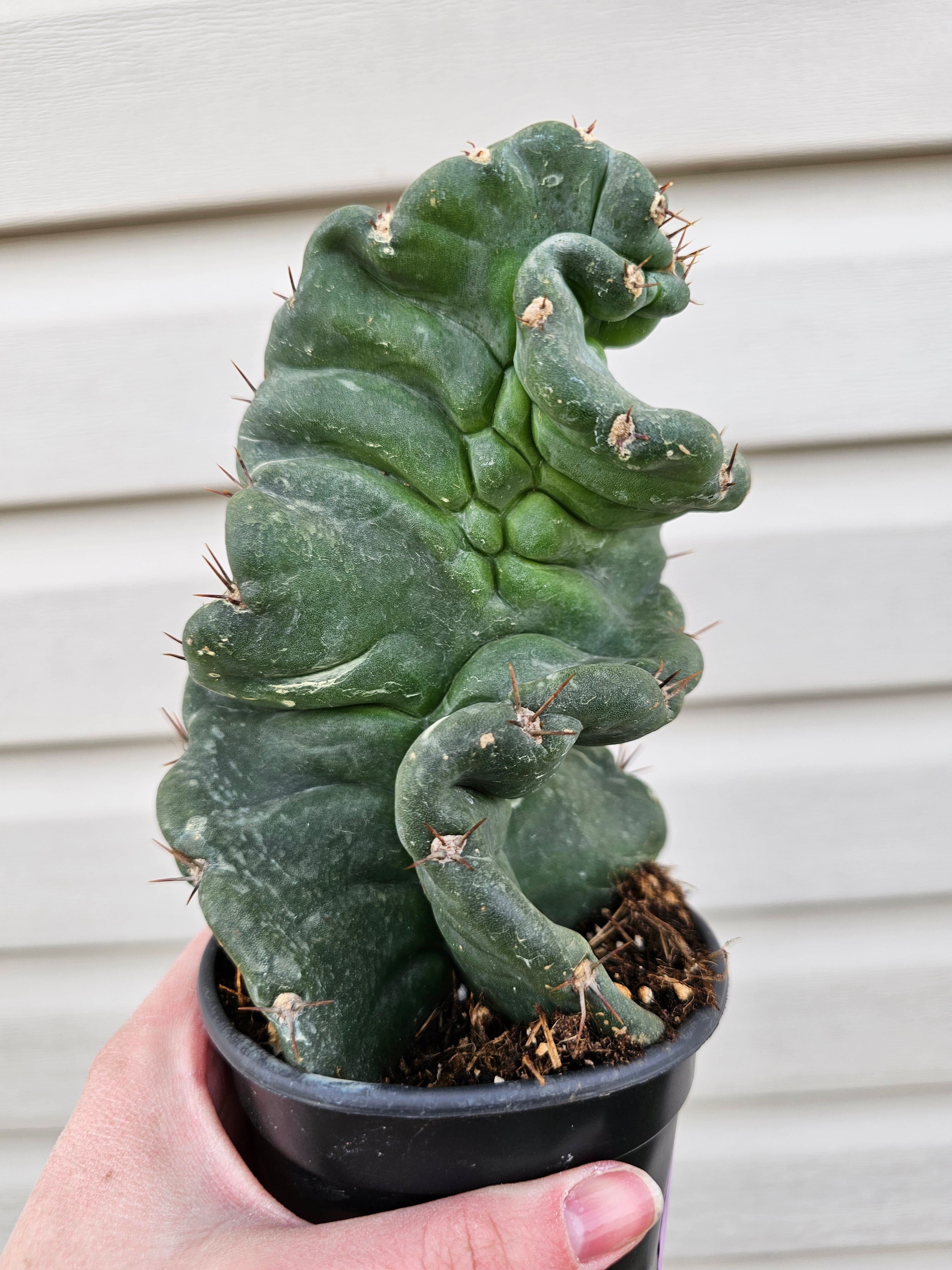 Spiralis Cactus image 2
