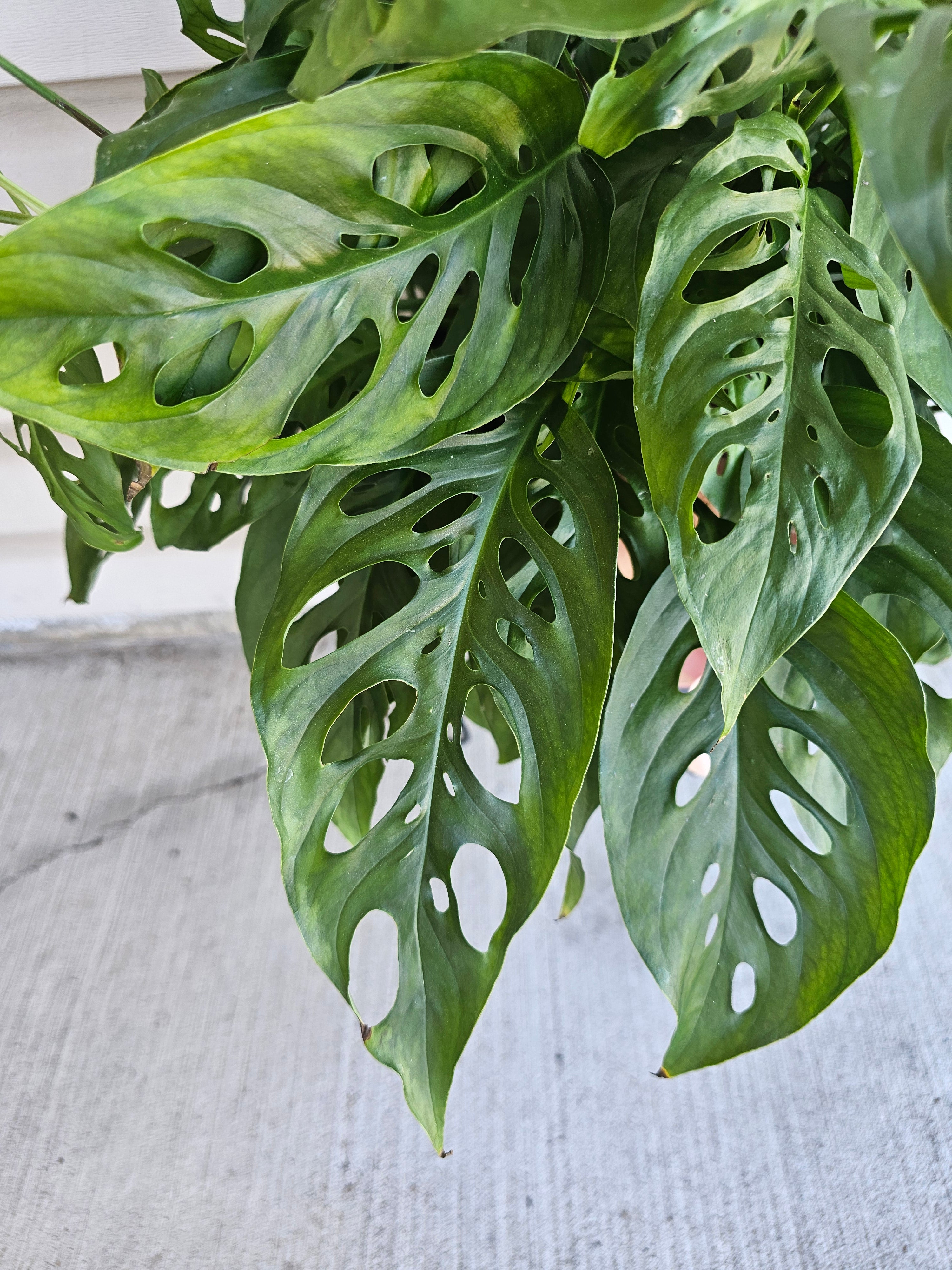 8" Adanasonii Swiss Cheese Monstera image 2
