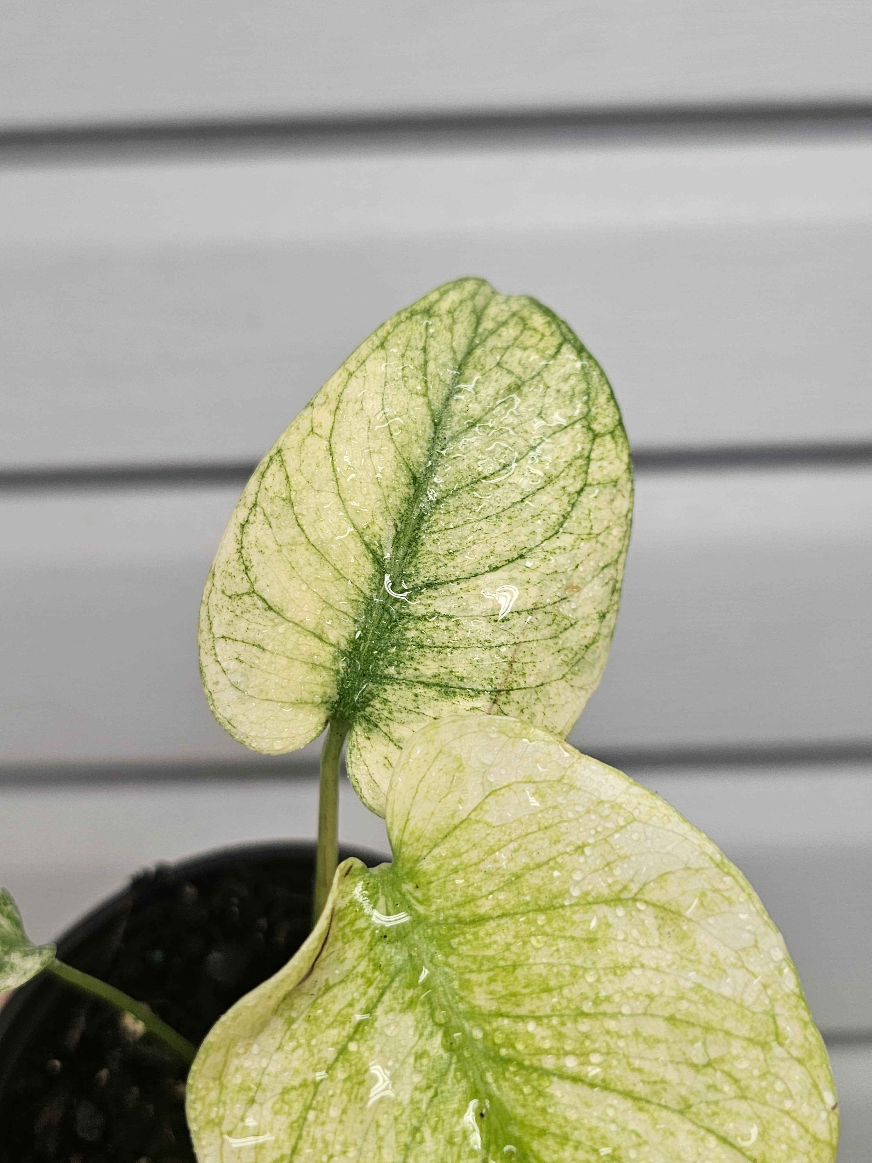 Monstera White Monster  image 1