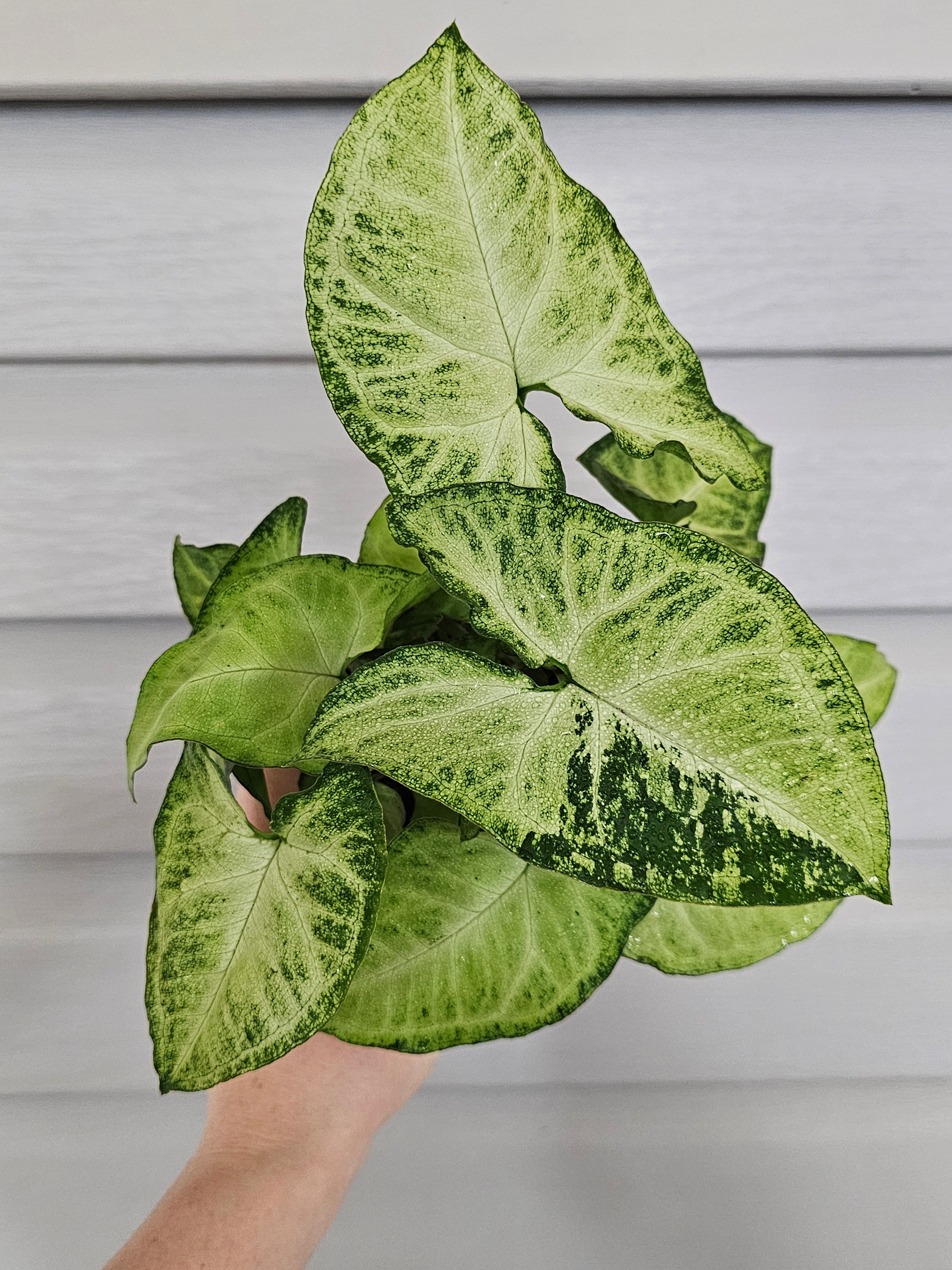 White Butterfly Syngonium  image 0