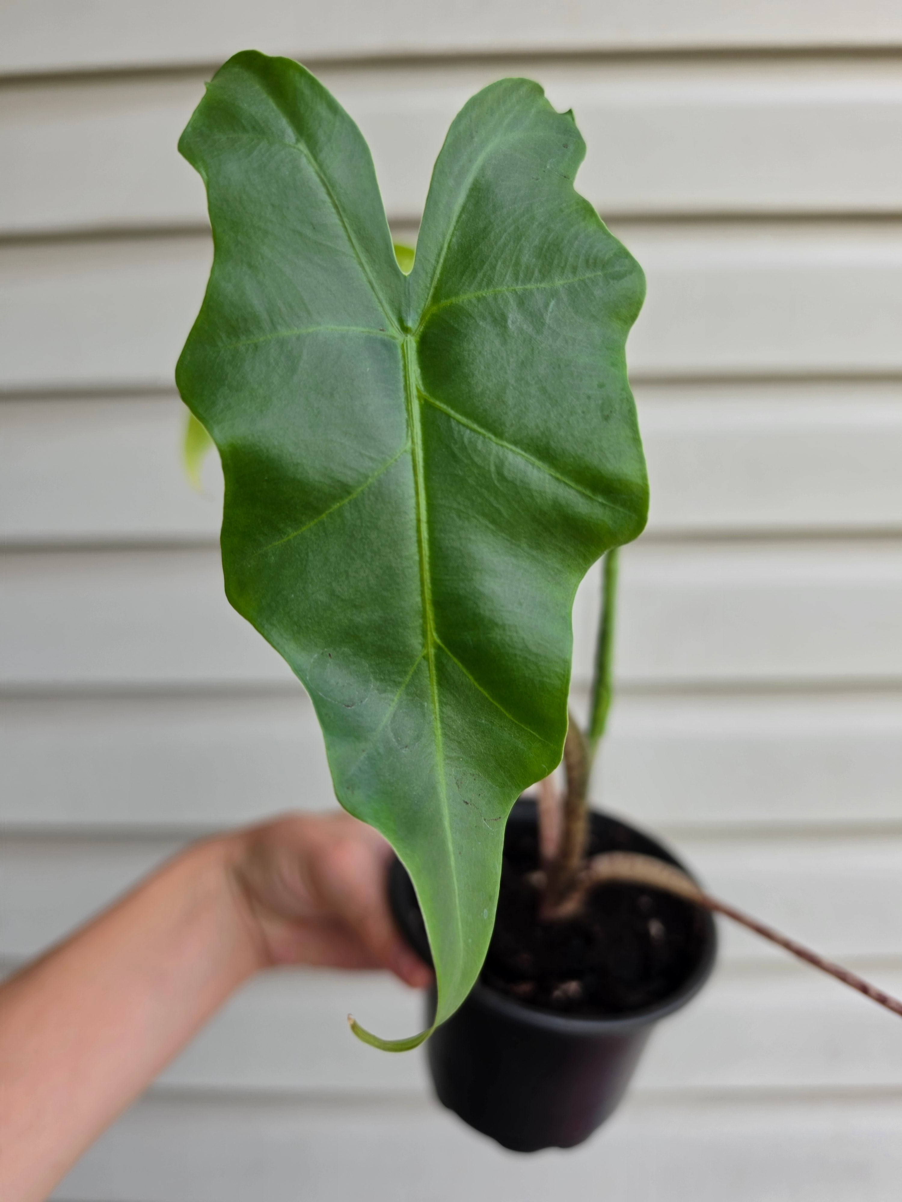 Alocasia Golden Dragon