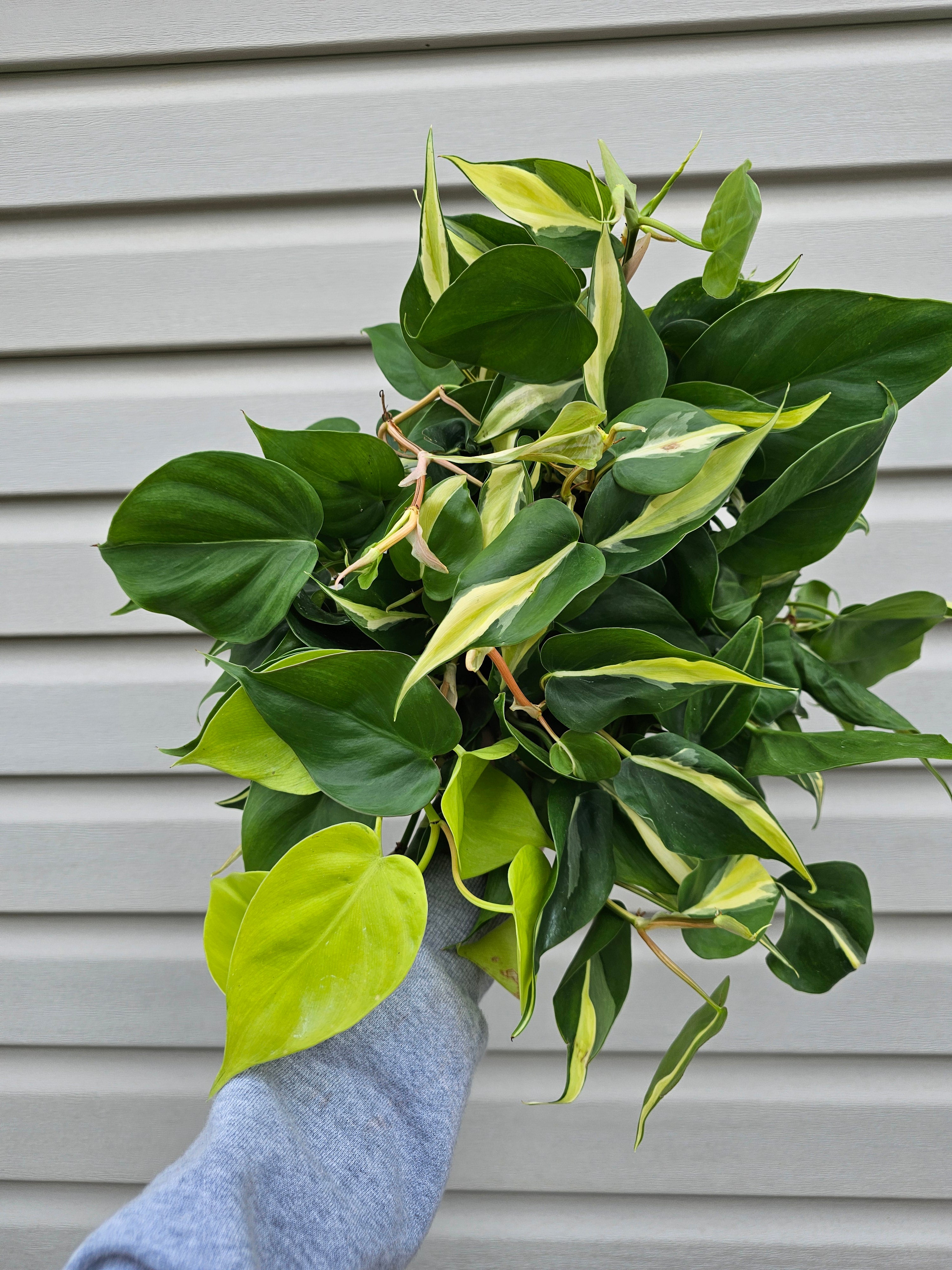 Silver Stripe Philodendron 8"
