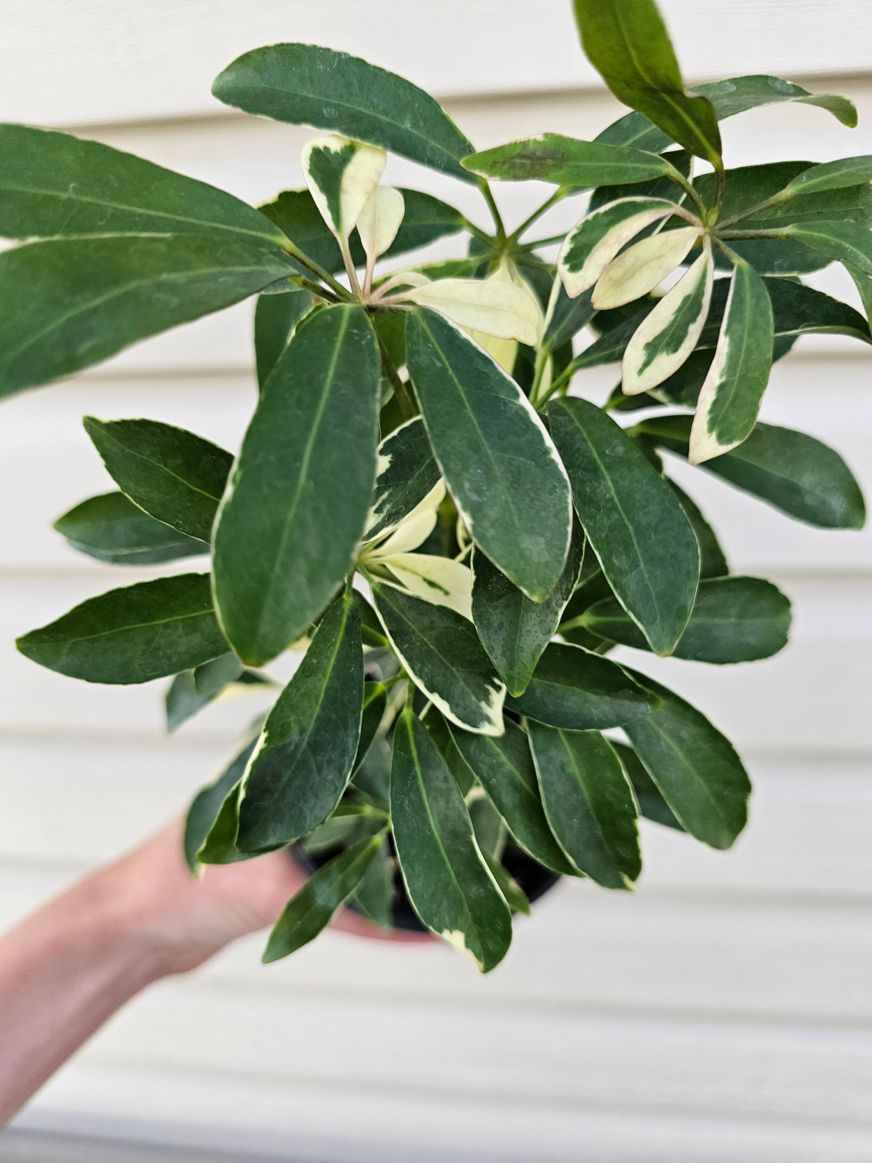 Schefflera Moonlight Umbrella Plant
