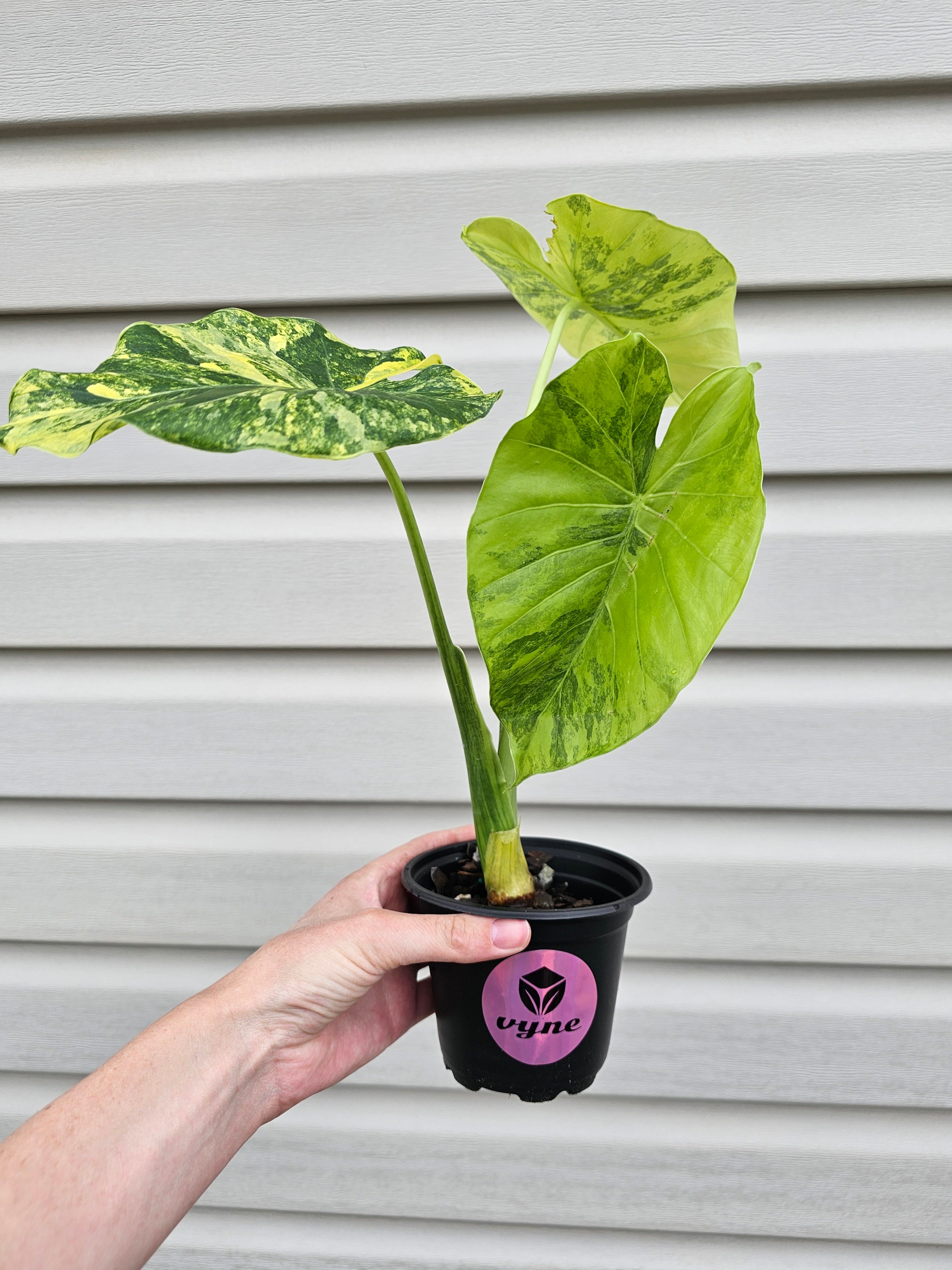 Alocasia Gageana Aurea