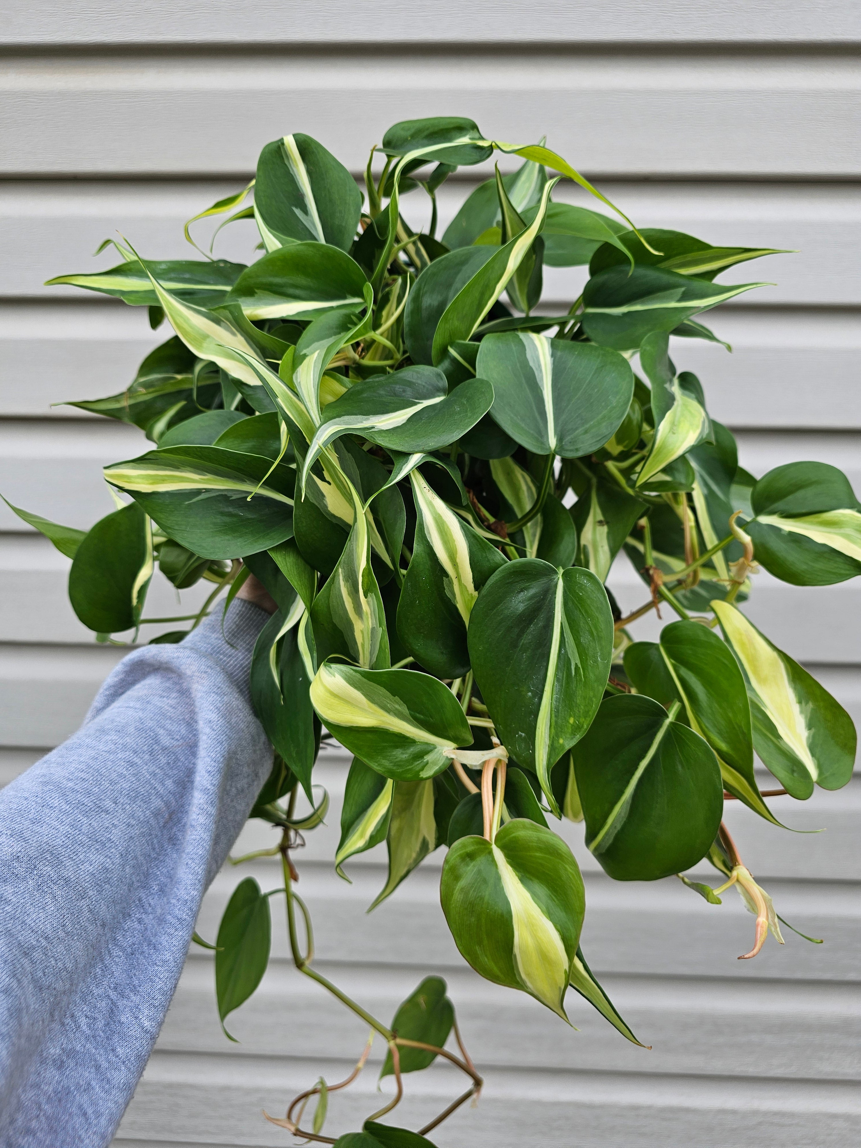 Silver Stripe Philodendron 8"