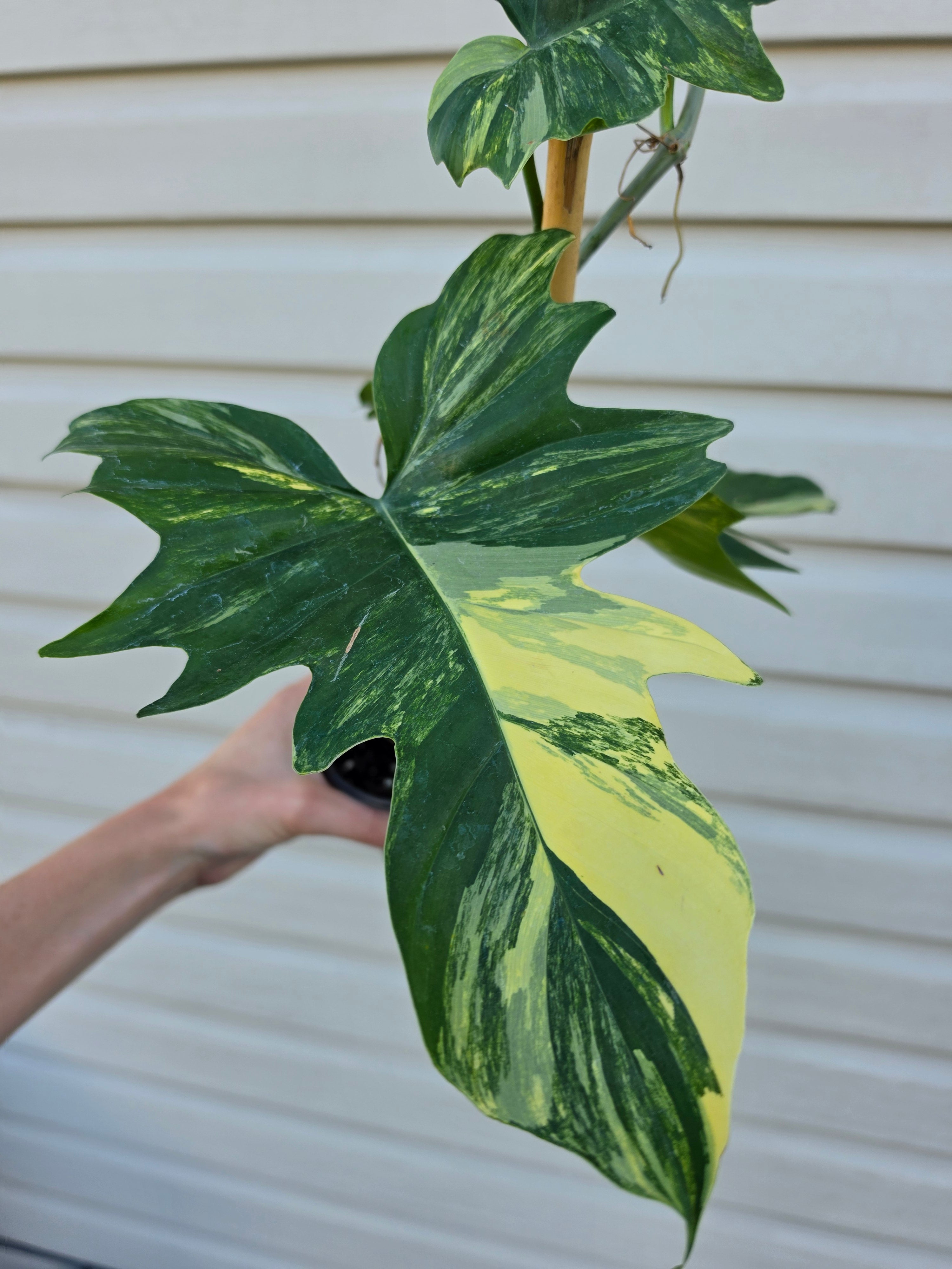 Philodendron Florida Beauty x Mayoi