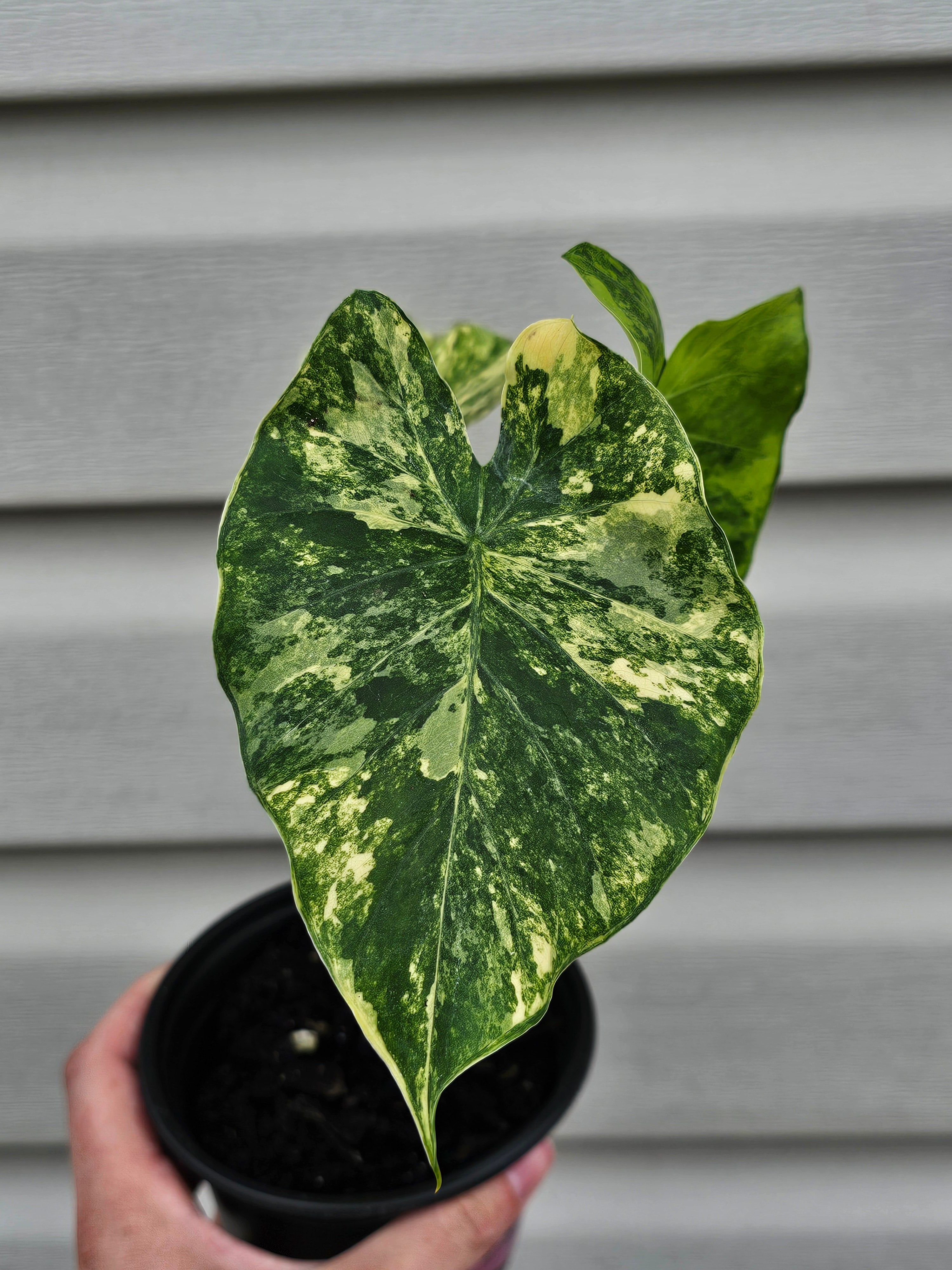 Alocasia Gageana Aurea