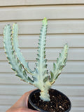 Euphorbia Ghost