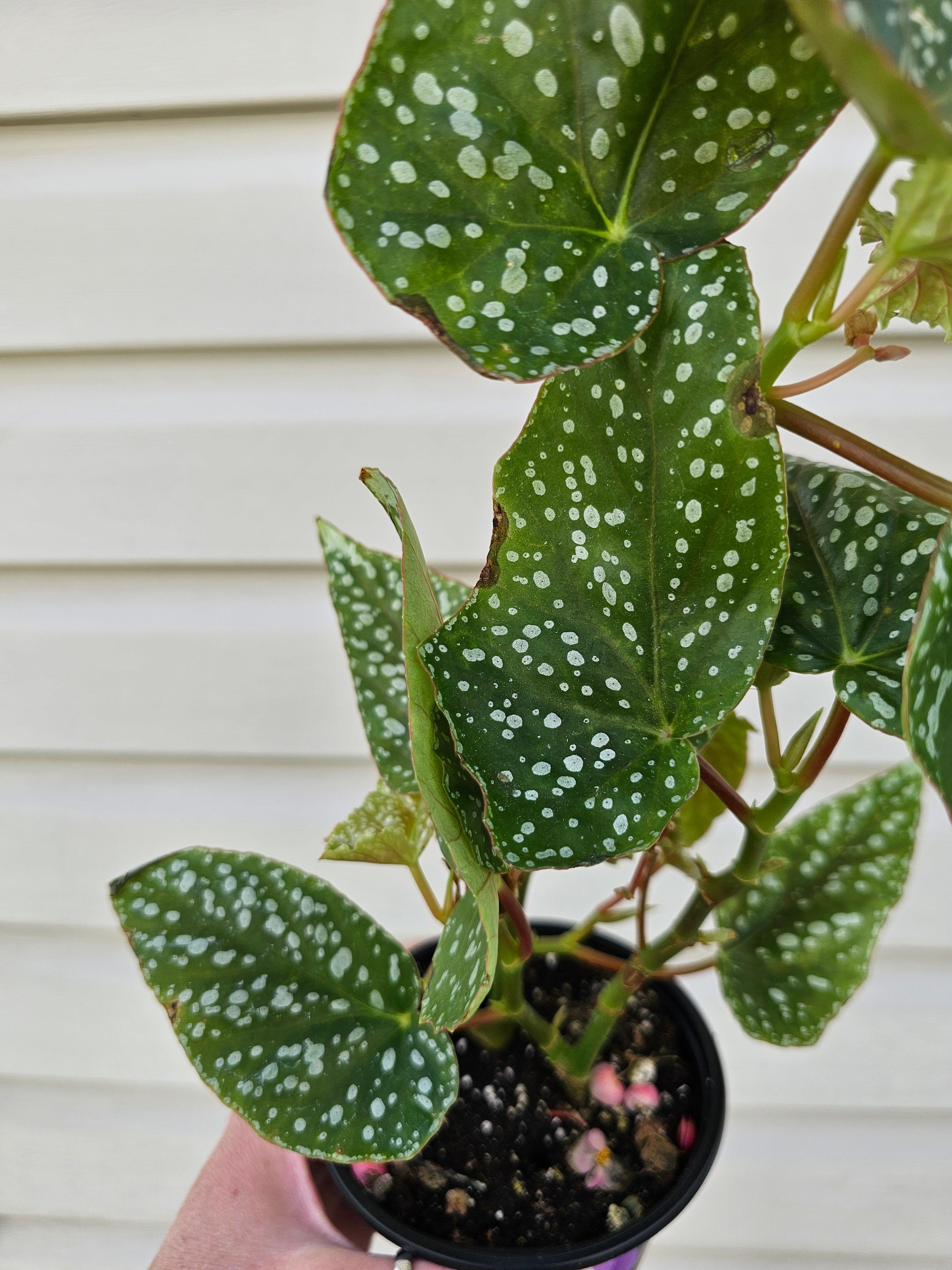 Trout Leaf Begonia Medora
