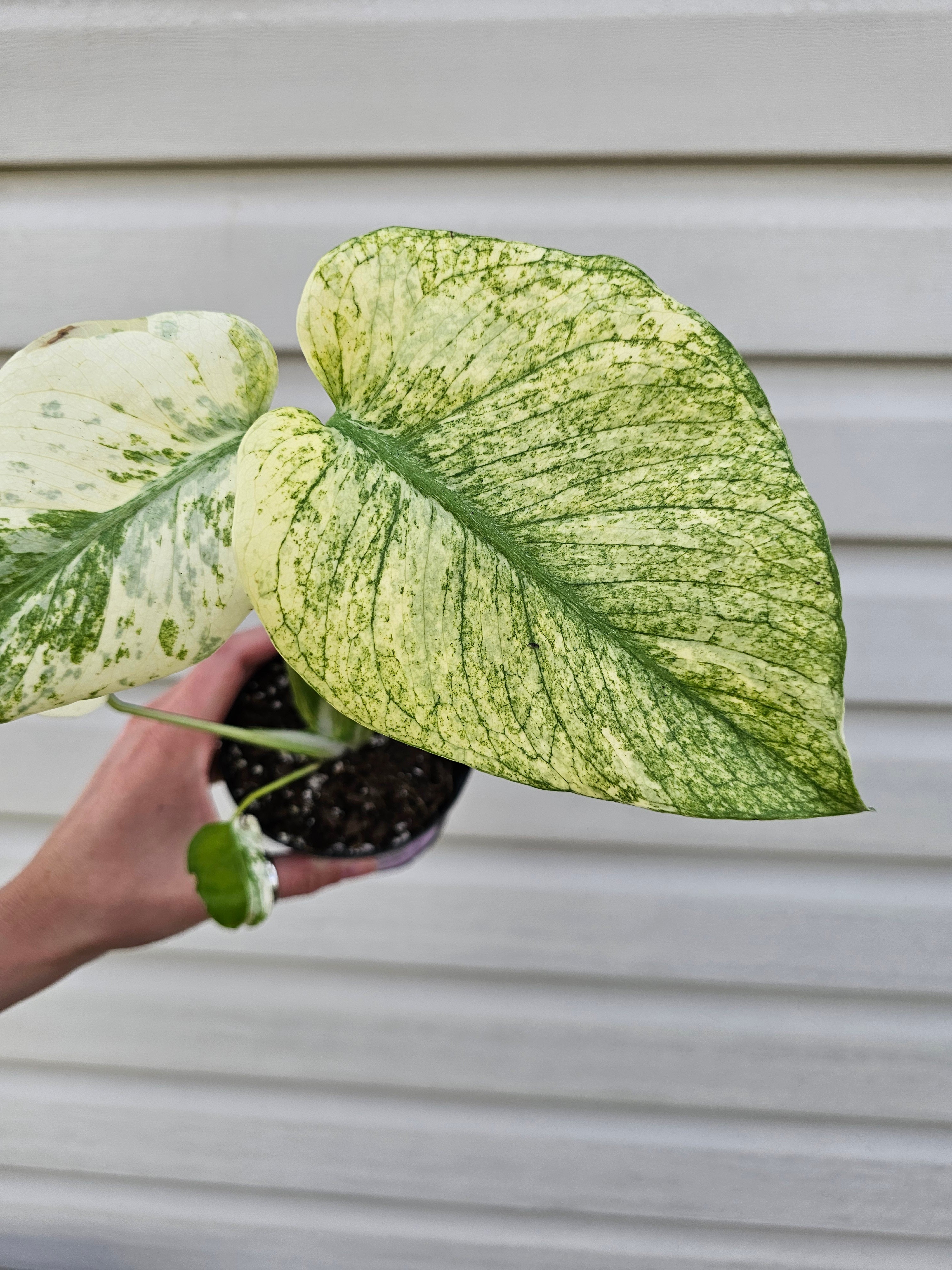 Monstera Mint