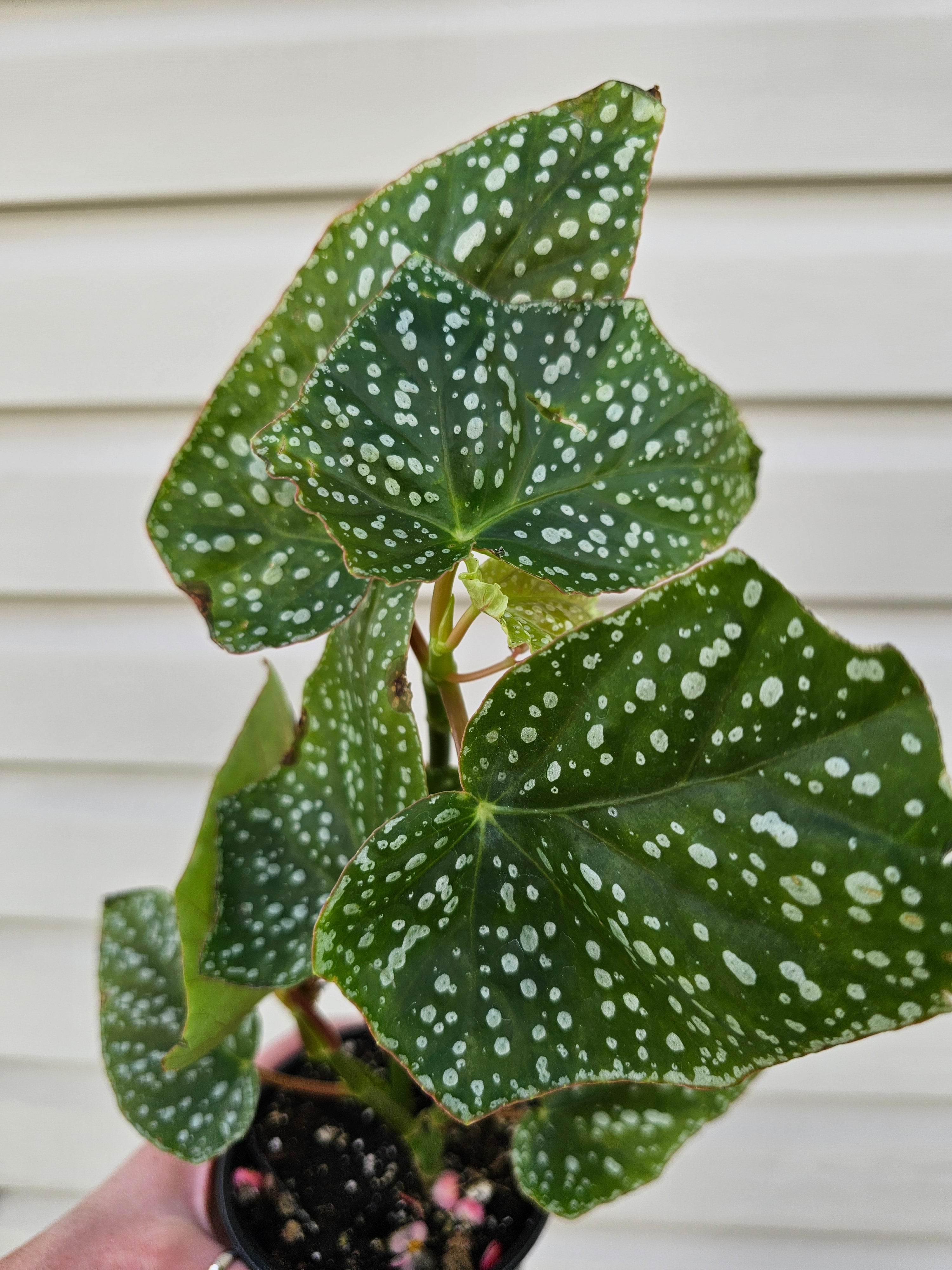 Trout Leaf Begonia Medora