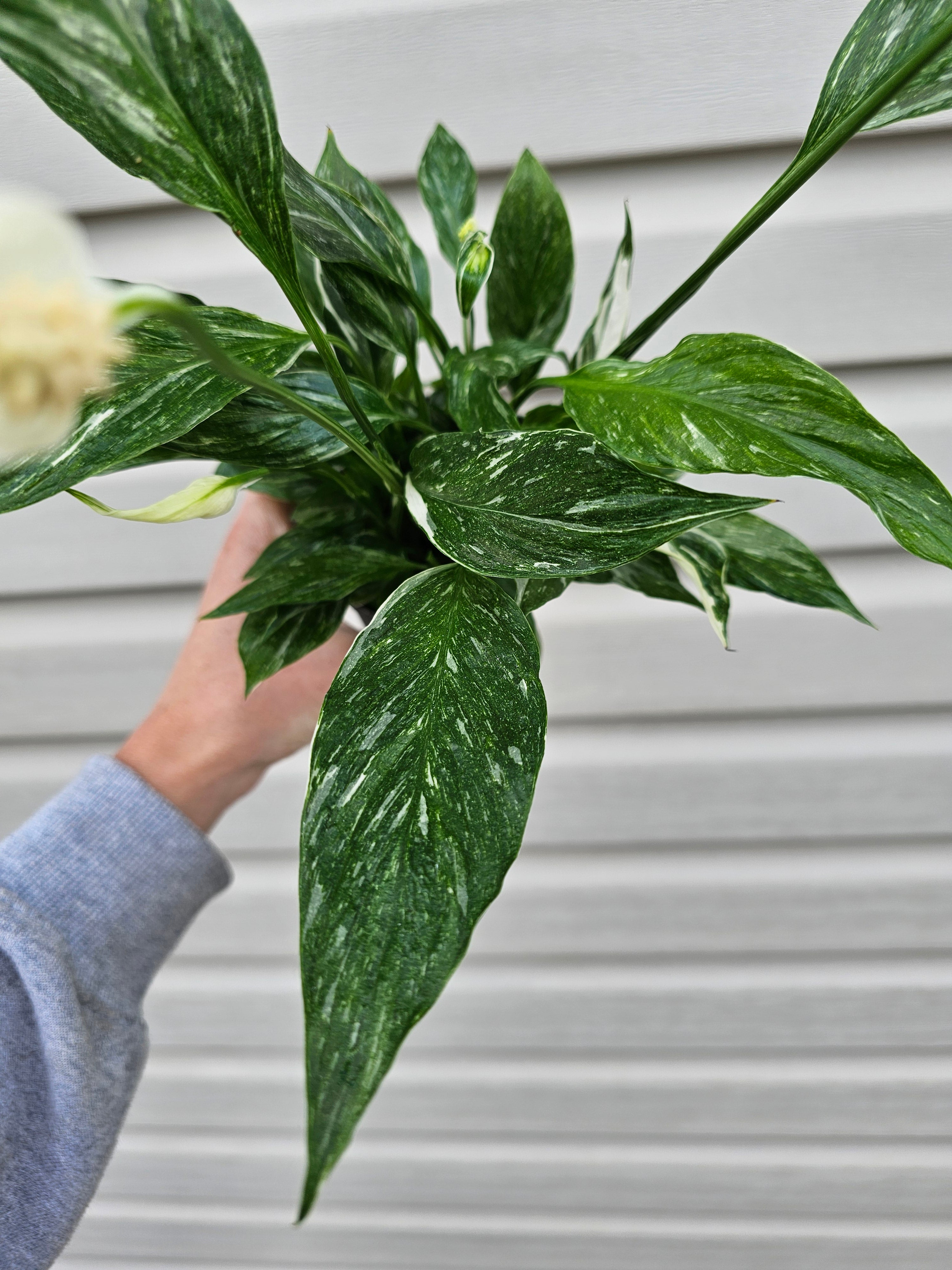 Domino Peace Lily