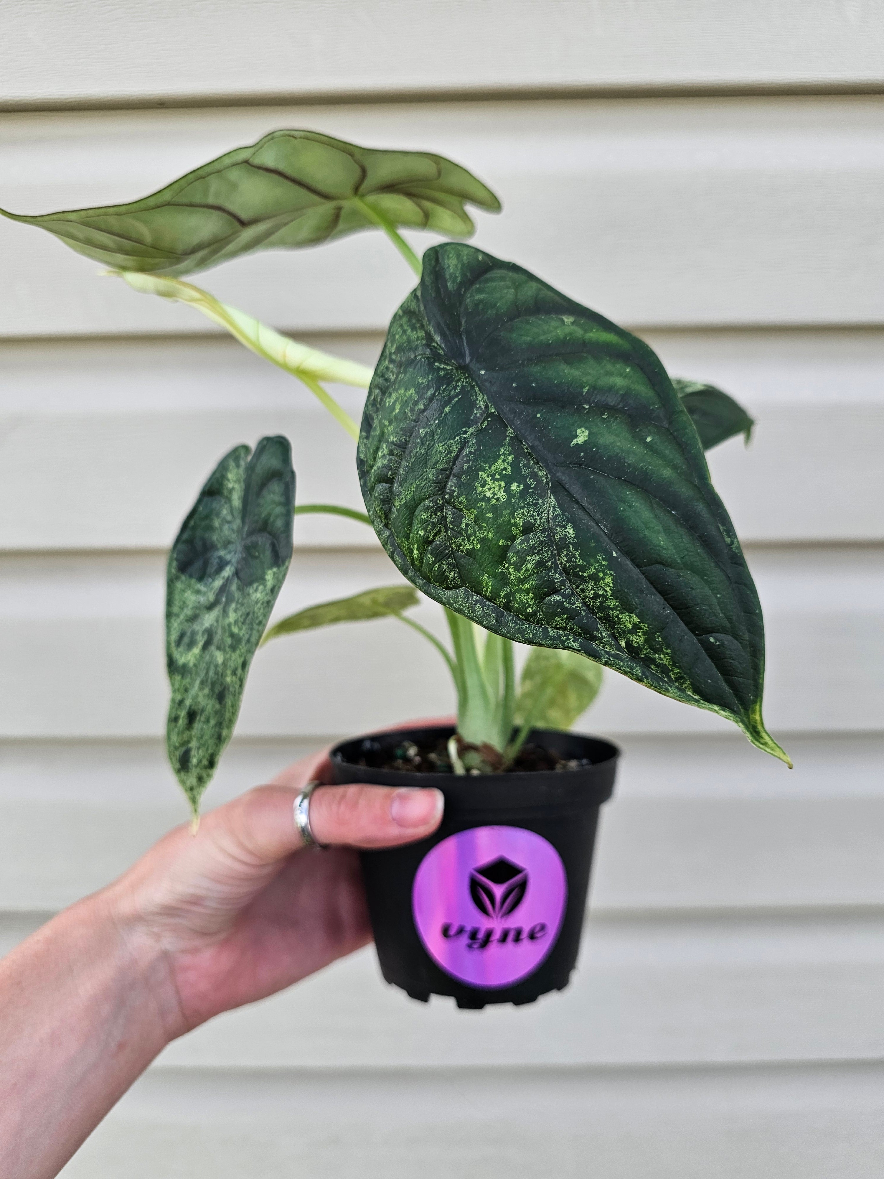 Alocasia Dragon Scale Mint
