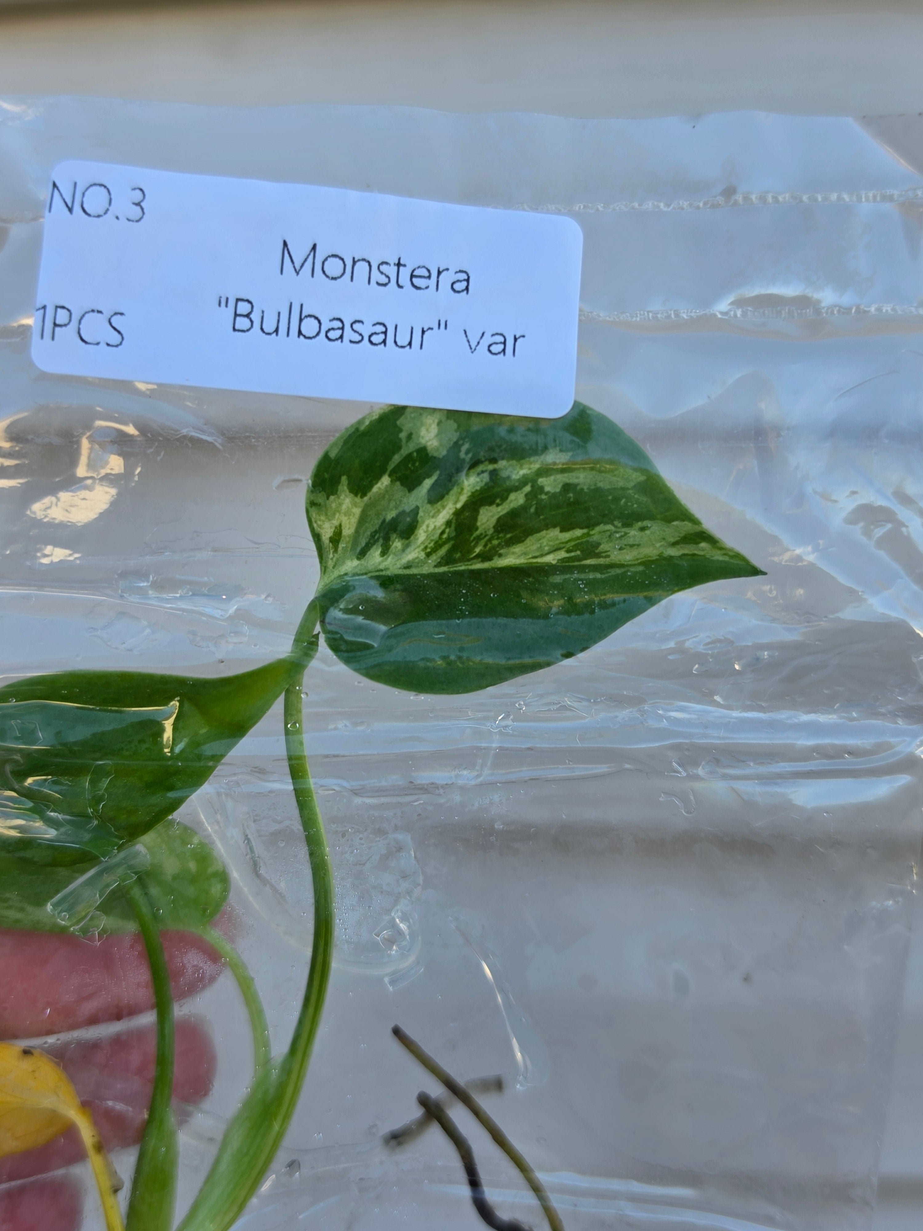 Monstera Bulbasaur Variegated