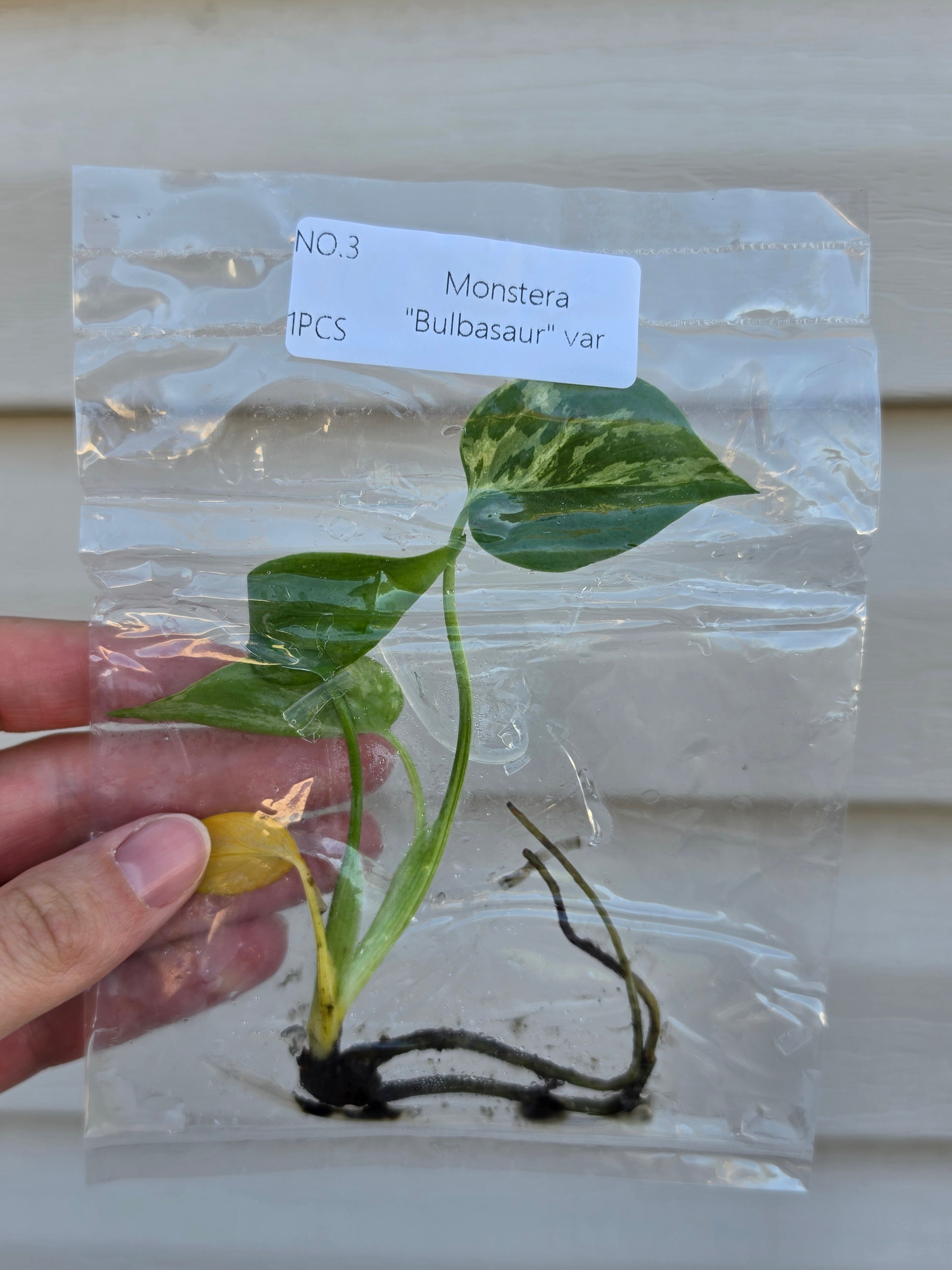 Monstera Bulbasaur Variegated