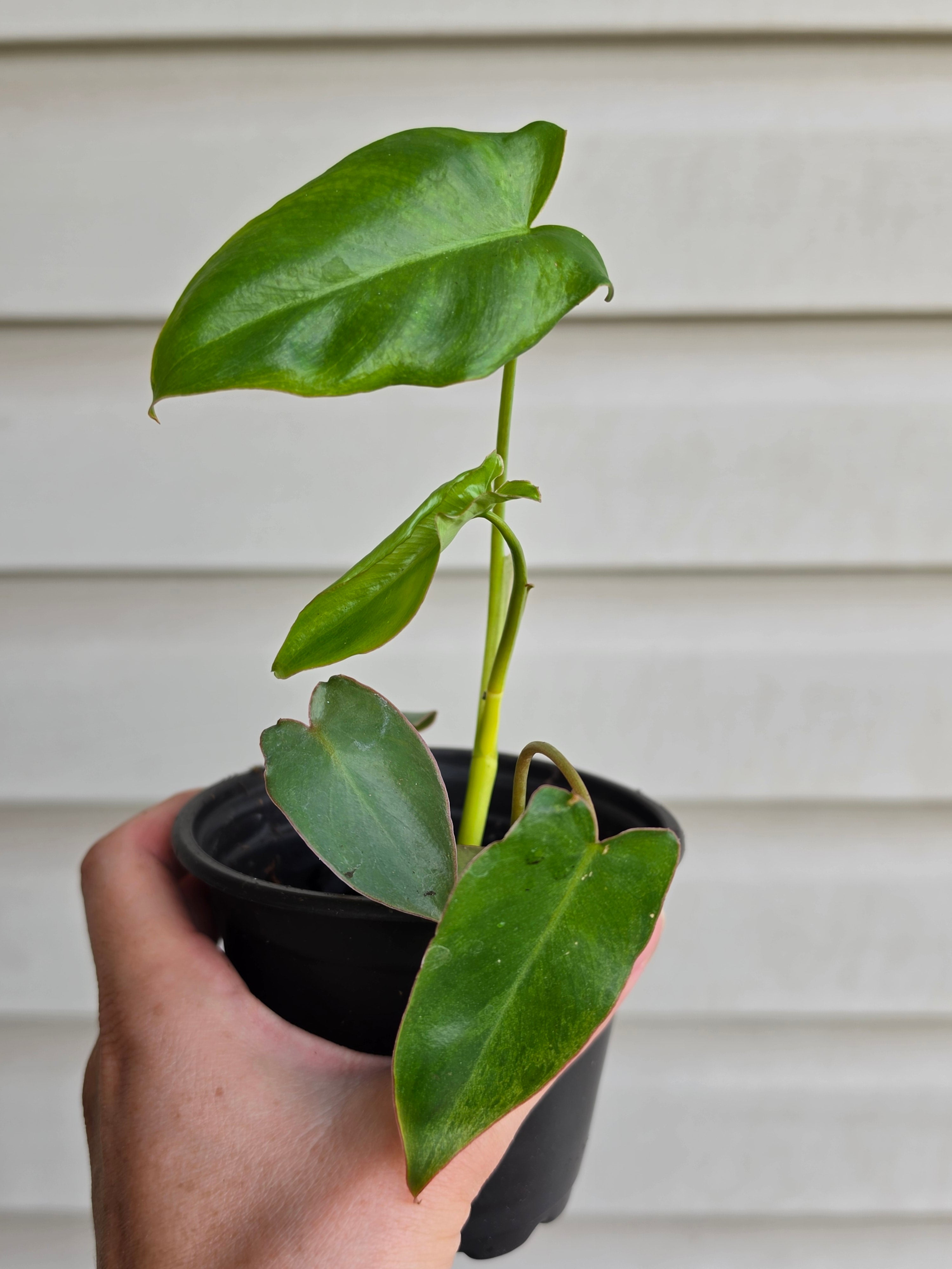 Philodendron Paraiso Verde