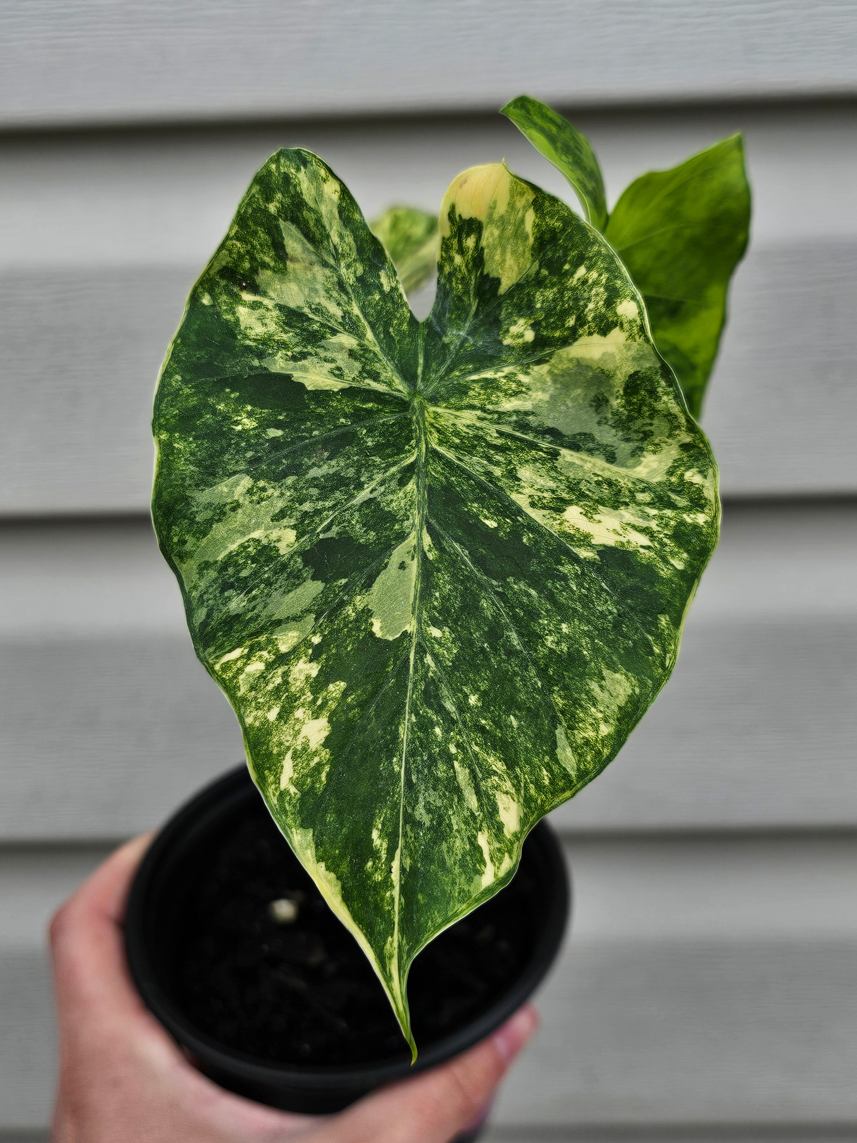 Alocasia Gageana Aurea