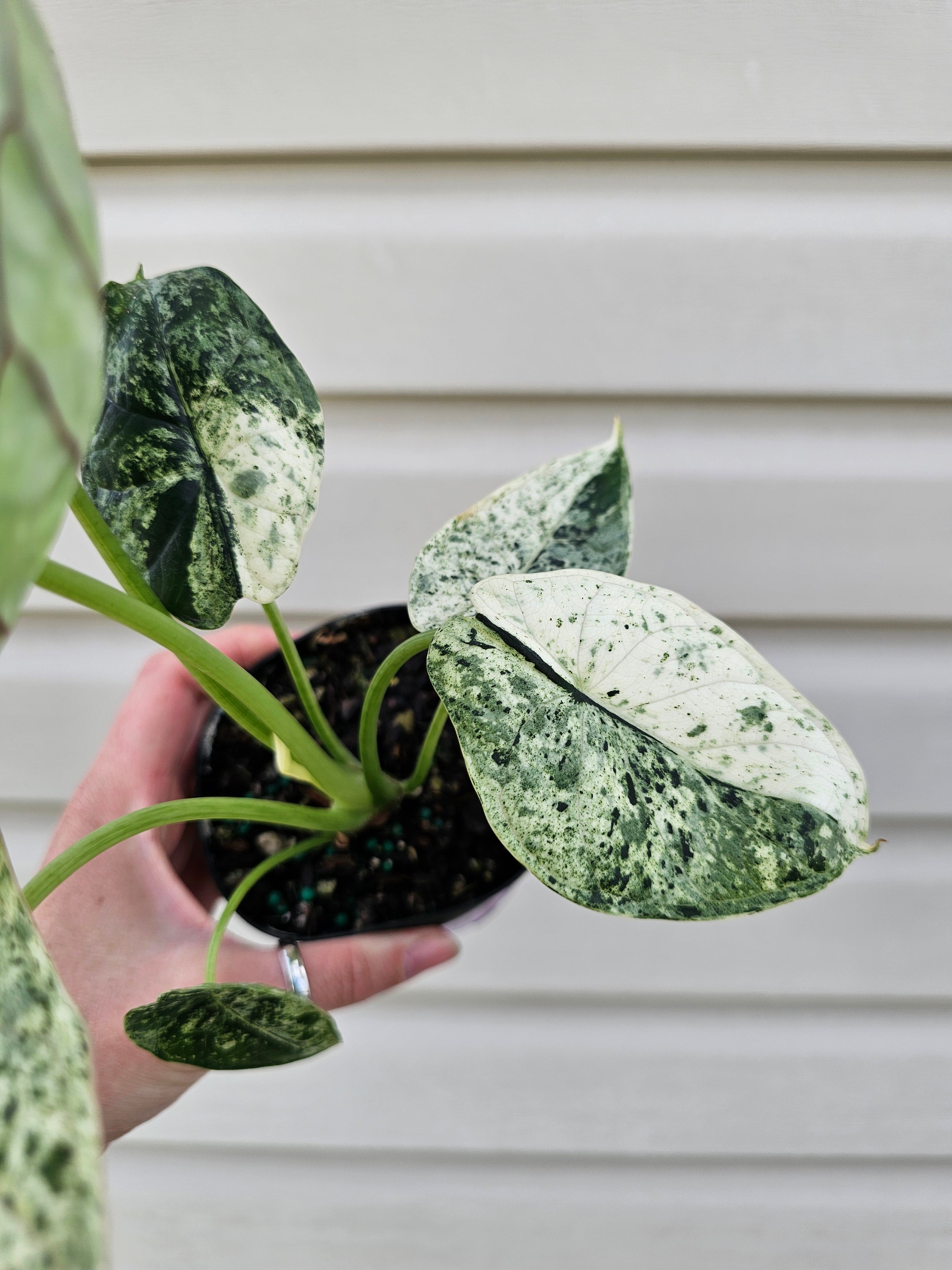 Alocasia Dragon Scale Mint