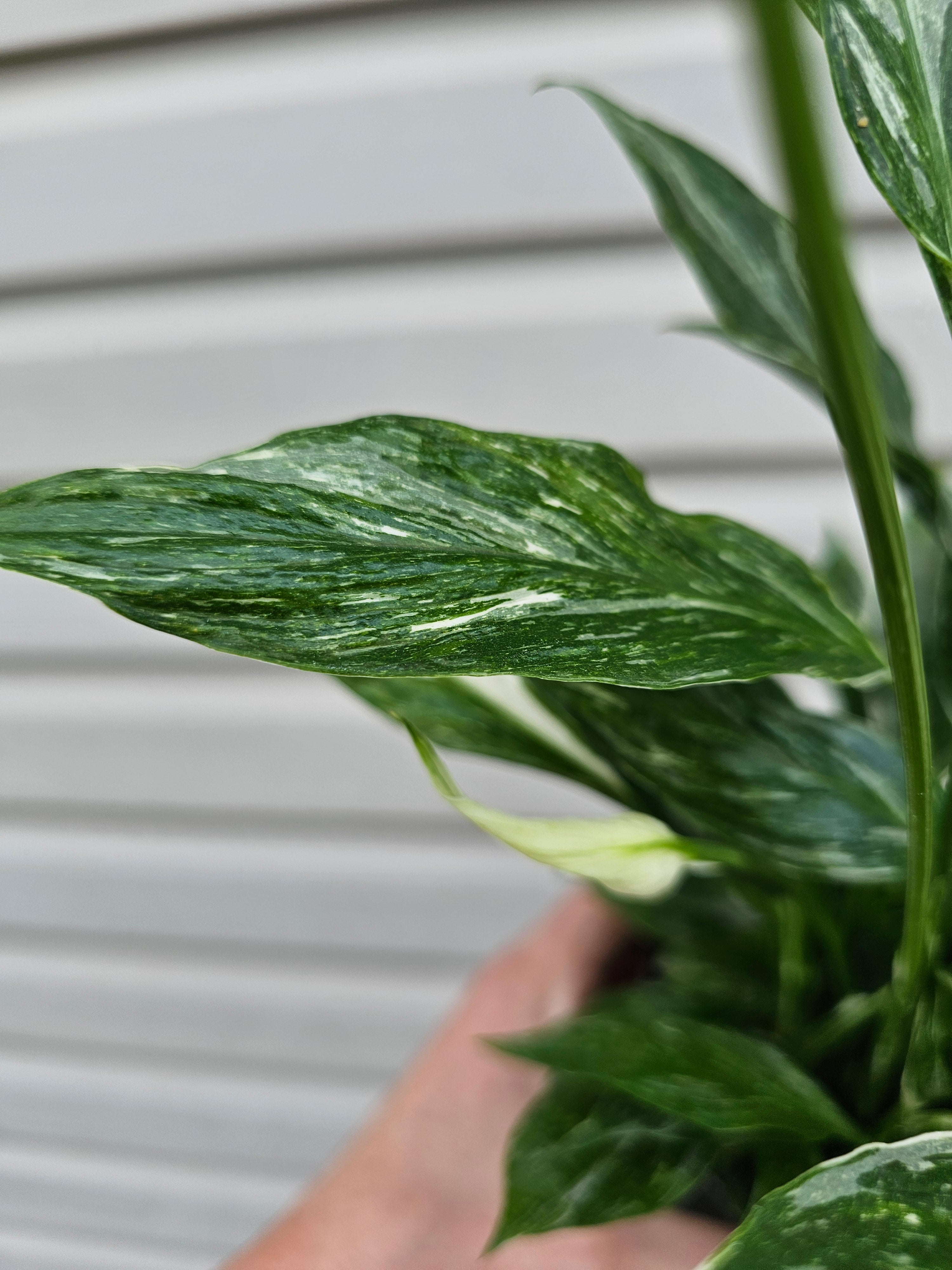 Domino Peace Lily