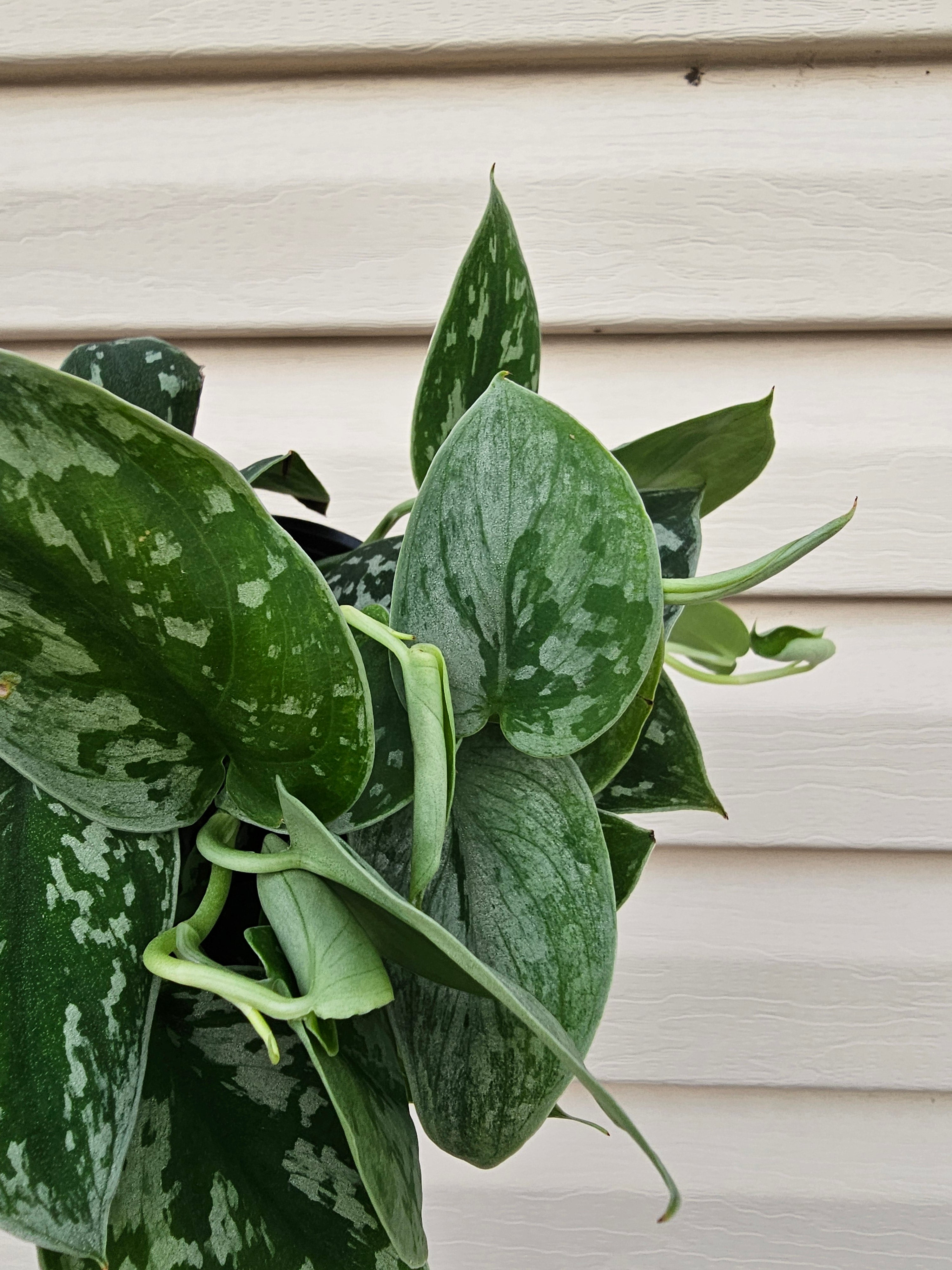 Satin Pothos - Scindapsus Argyraeus