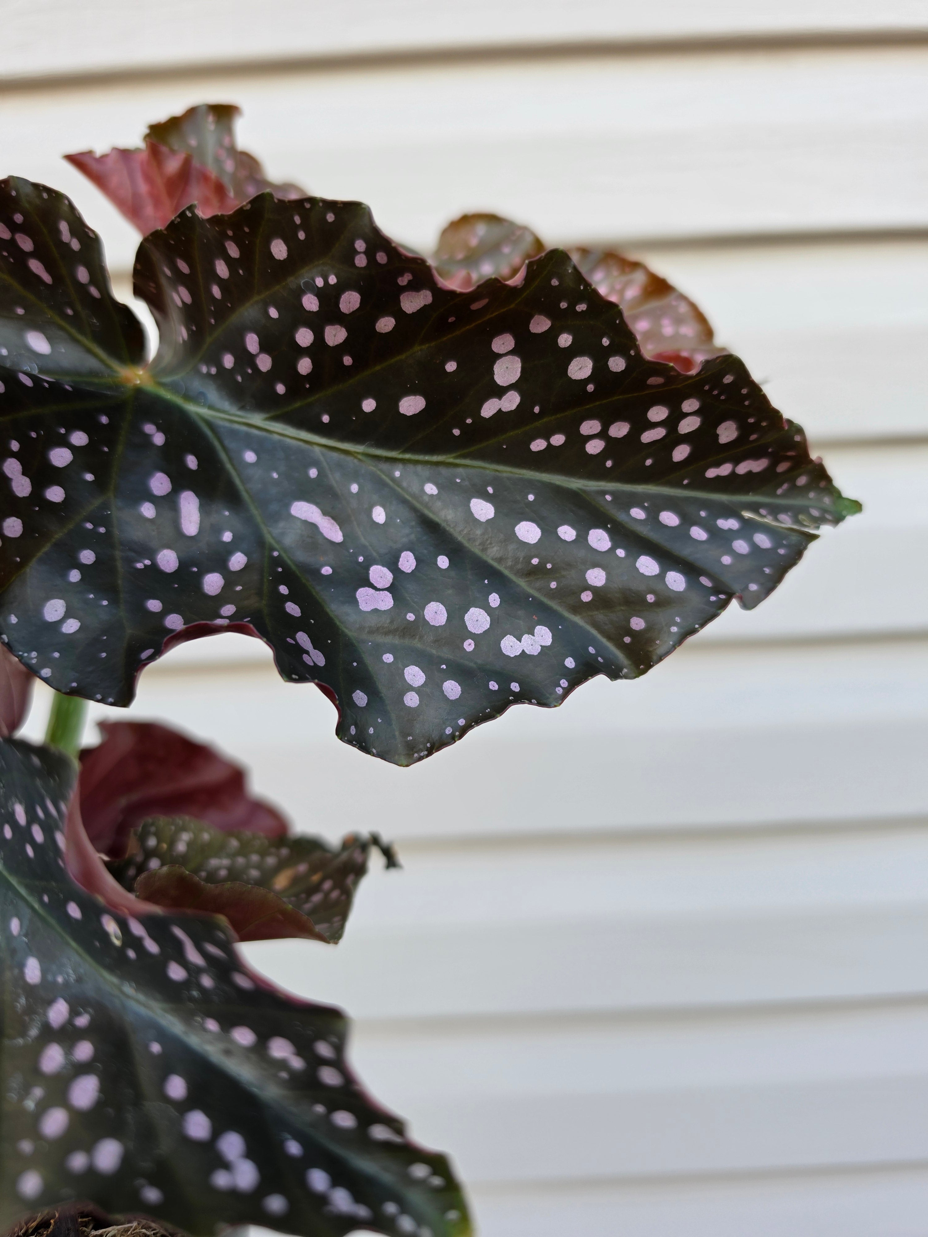 Begonia Cracklin' Rosie